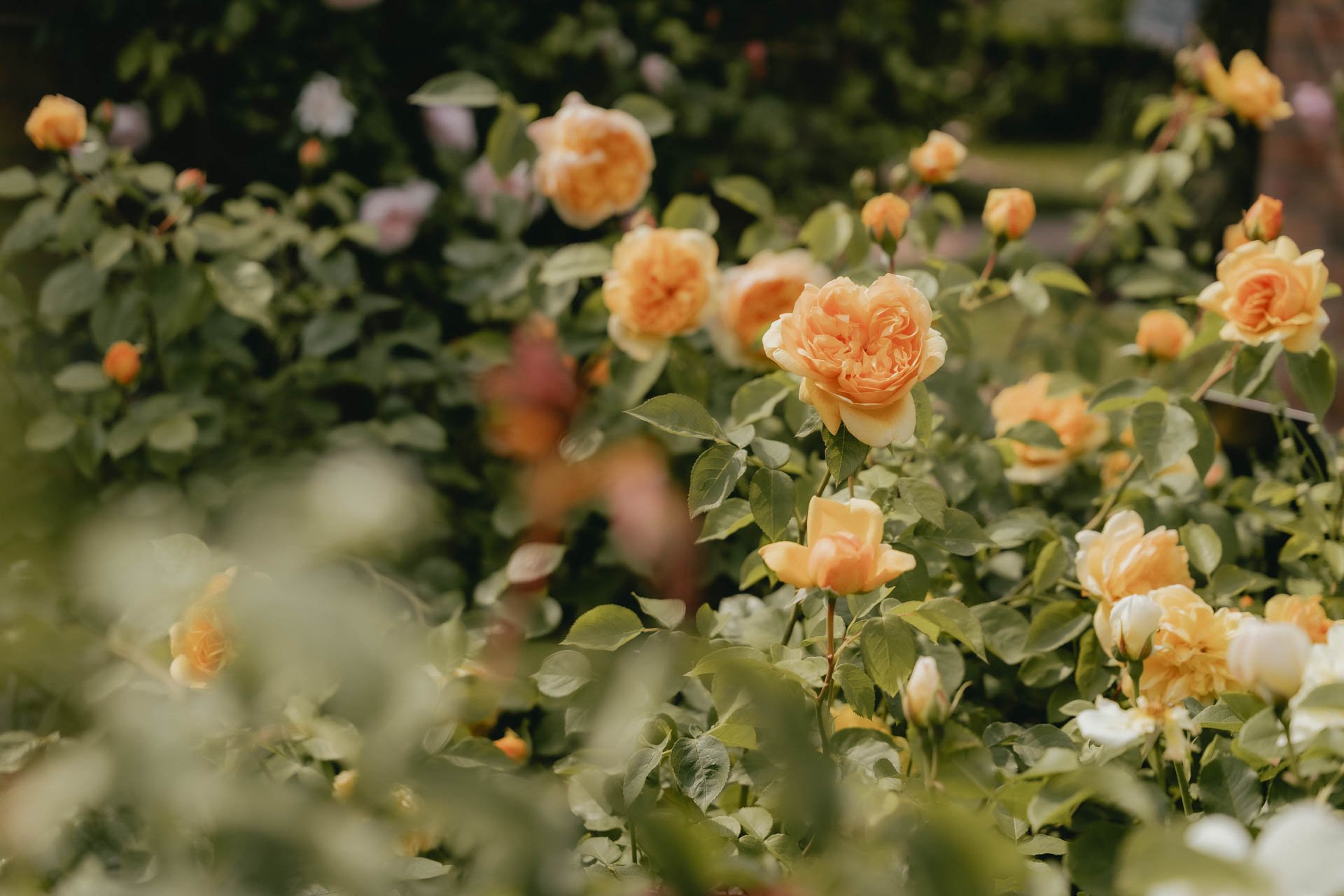 David Austin Gardens and Gertrude Jekyll-2.jpg