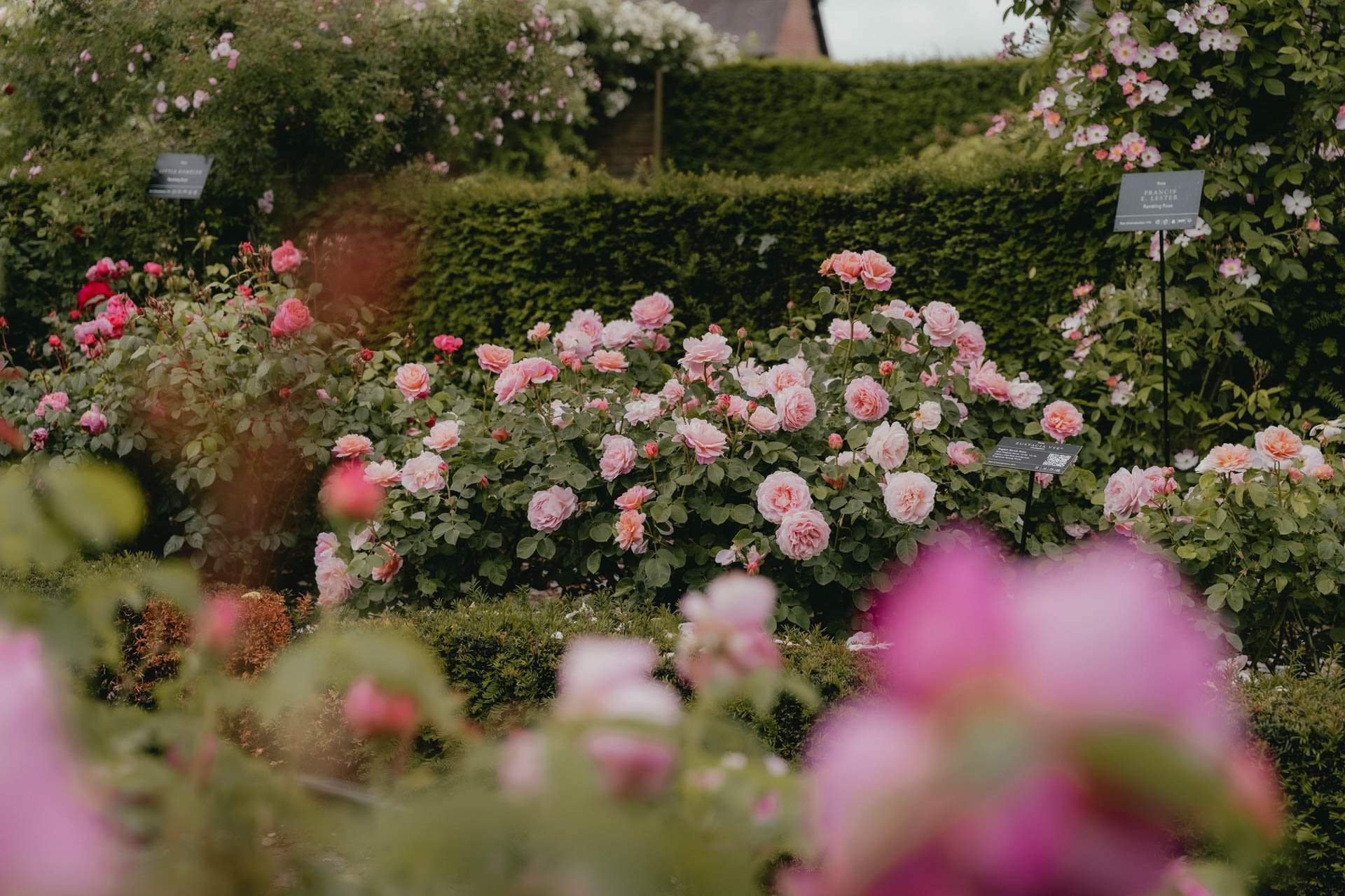 David Austin Gardens and Gertrude Jekyll-8.jpg