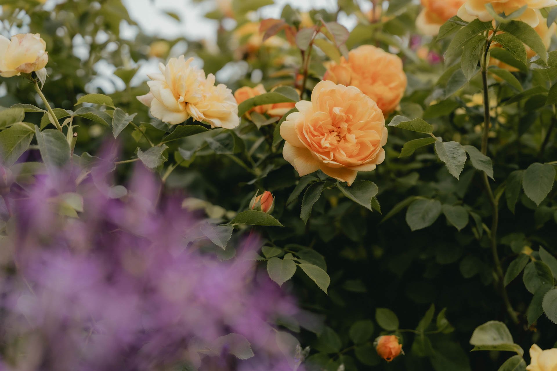 David Austin Gardens and Gertrude Jekyll-5.jpg