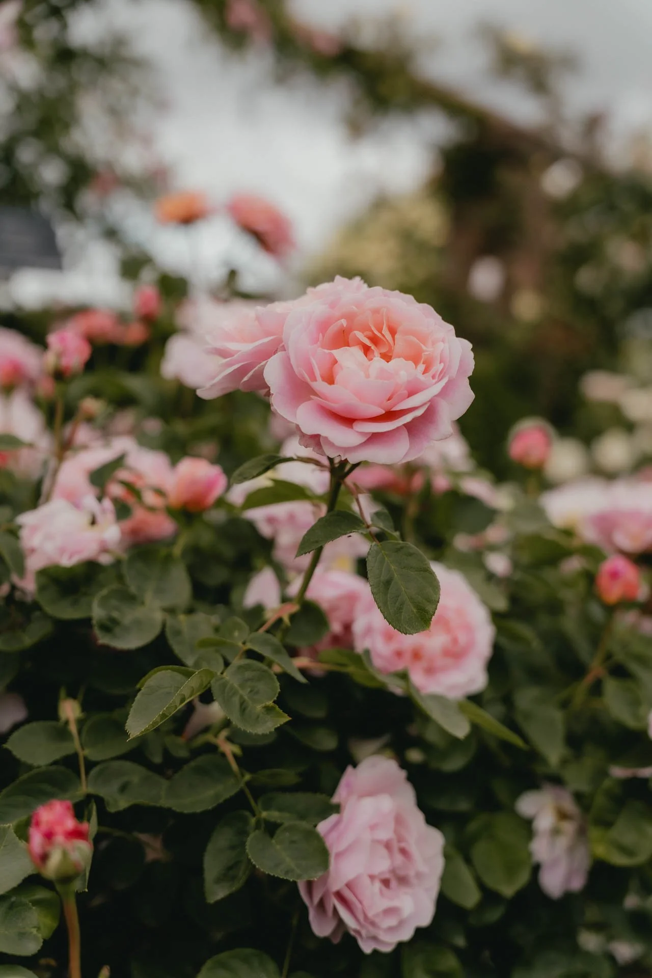 David Austin Gardens and Gertrude Jekyll-9.jpg