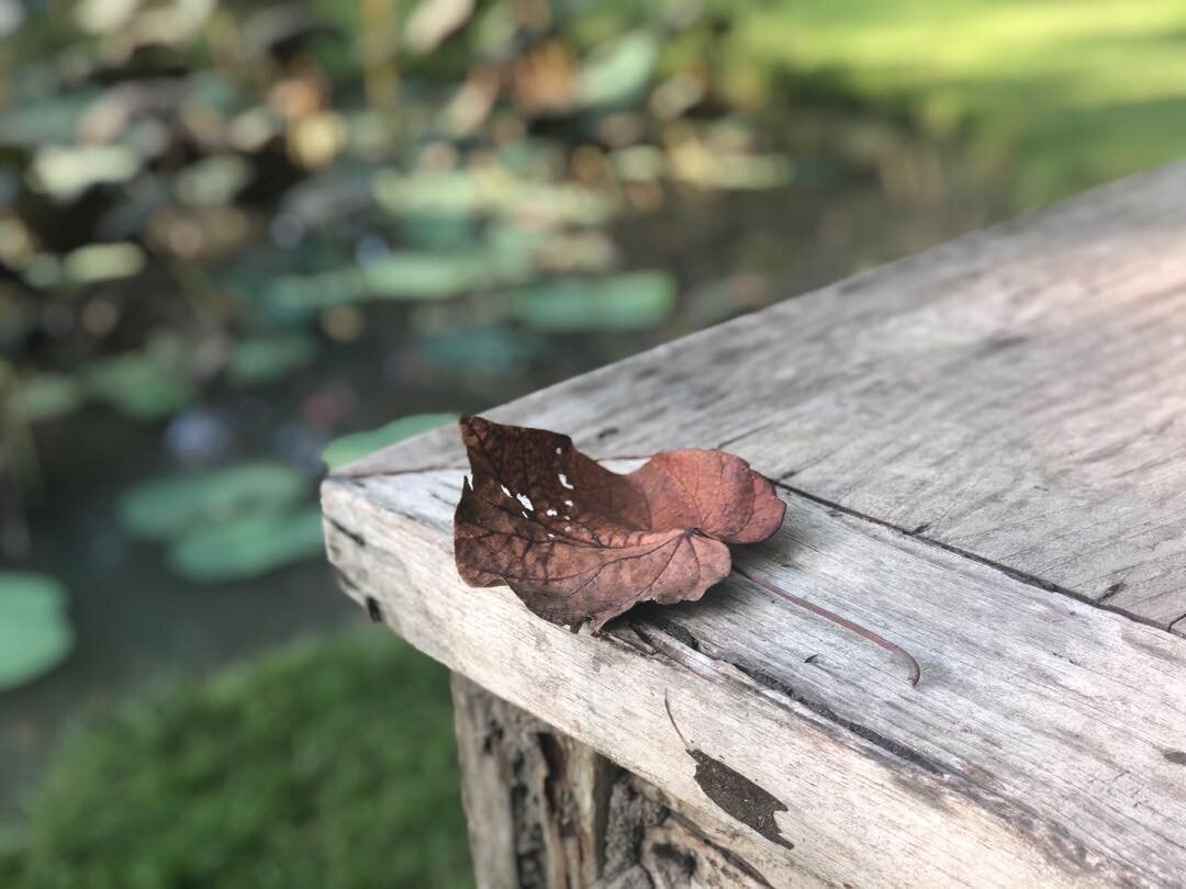 Leaf on table #7