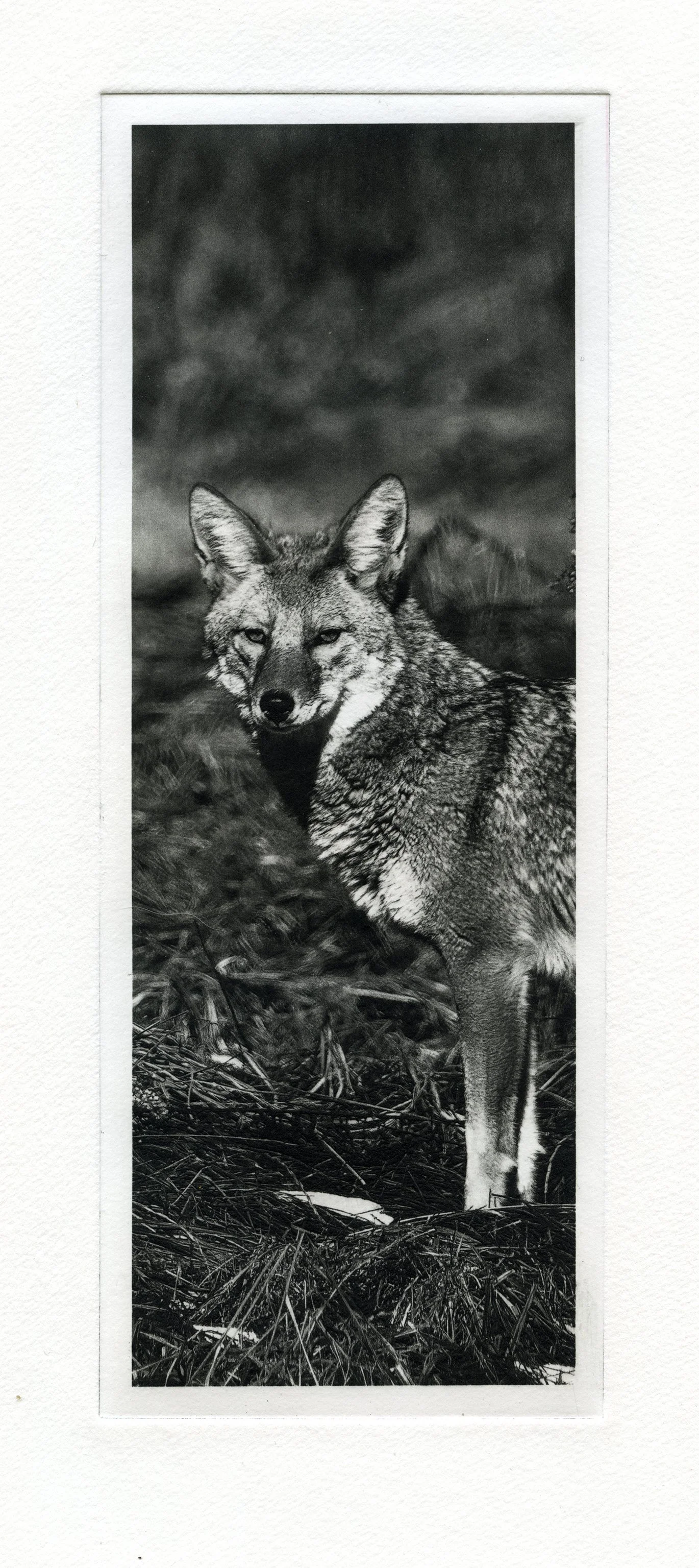 37degrees-plate4.jpg