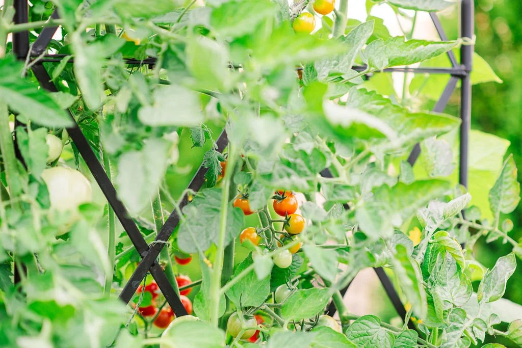 Cherry tomatoes growing on an arch trellis installed in a custom garden design by Harvested Gardens
