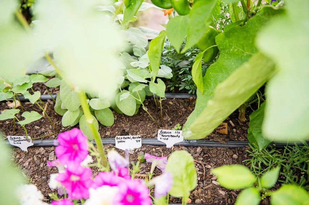 Thoughtfully planted garden plan with custom drip irrigation installed by Harvested Gardens