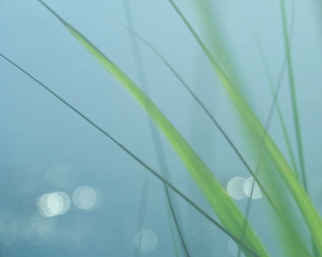 grassbokeh2.jpg