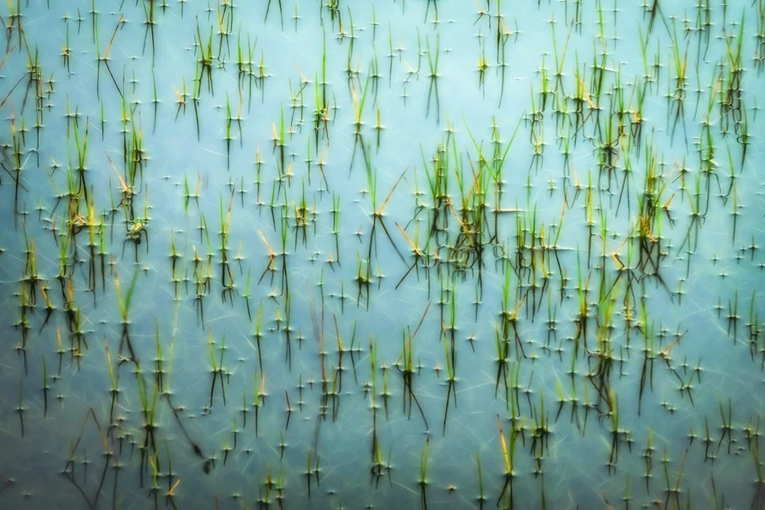 seagrasswater.jpg