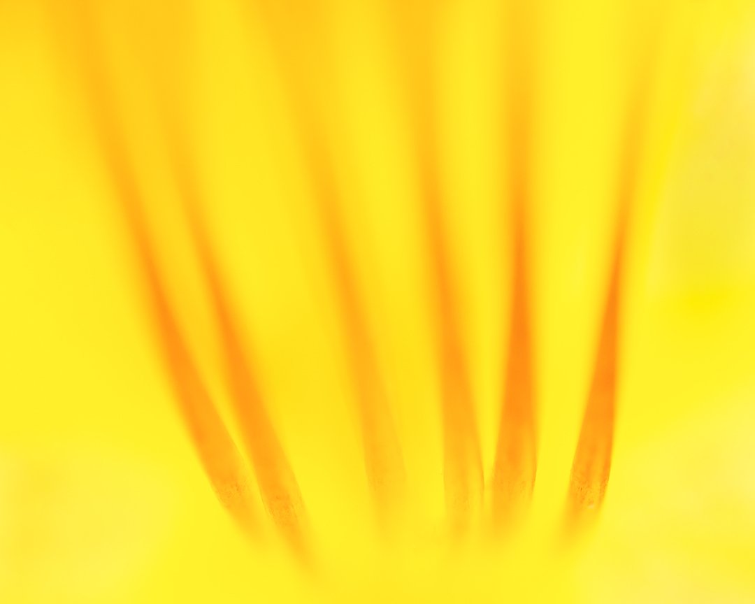 pistals2.jpg