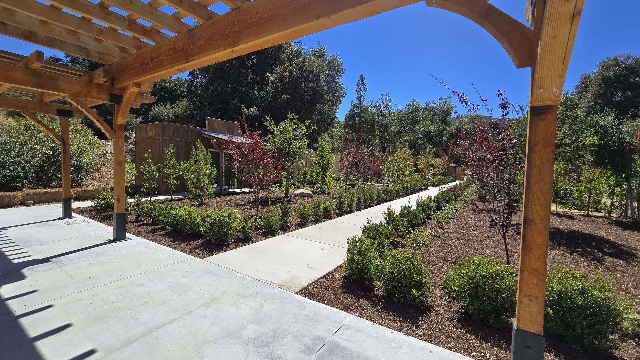 A landscaped garden with a concrete pathway, small bushes, and trees with red and green leaves, under a wooden pergola with support beams, on a sunny day with a clear blue sky.