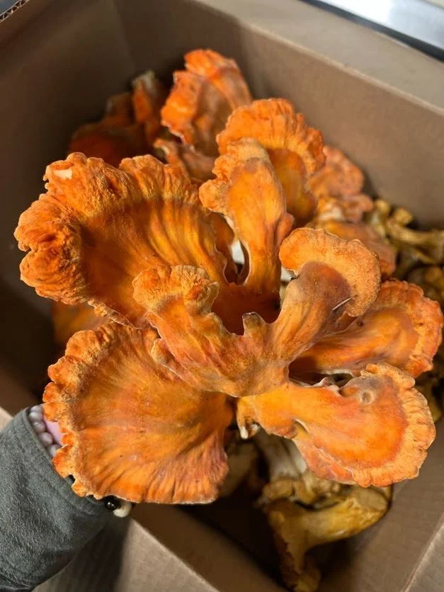 Fall Fungus Finds in the Willamette: A Mushroom-Hunting Adventure around Dundee