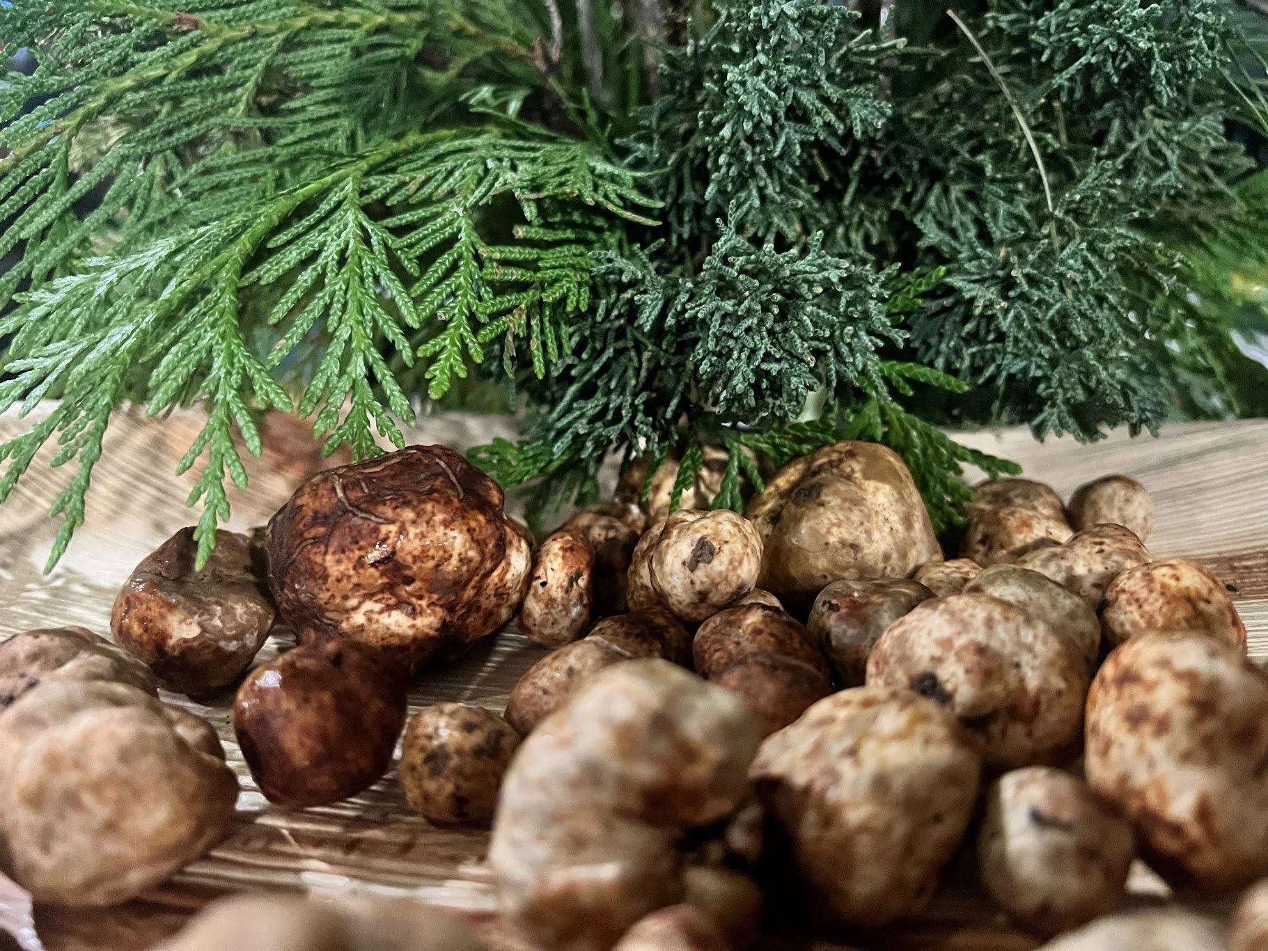 Oregon’s Hidden Winter Treasure: Truffles of the Willamette Valley