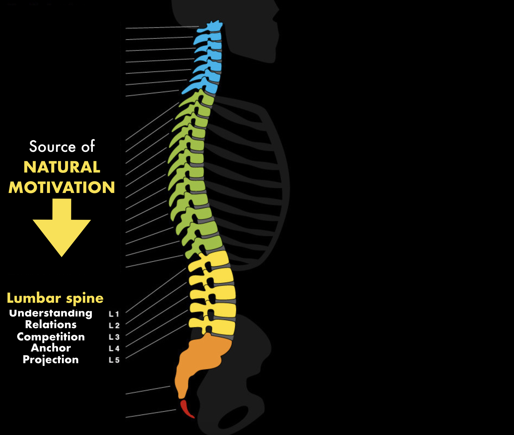 Plaatje,van waar in de 'lumbar spine' de motivationele drijfveren getest kunnen worden.