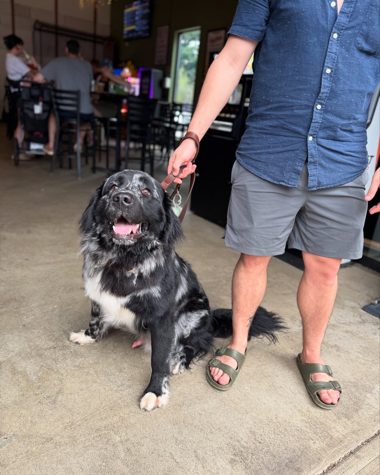 Our LTP Pup of the Month is SQUID!!
Thank you to everyone that came out to support an amazing charity🎉🐕
We run yappy hour parades every last Thursday of the month during the summer! Keep an eye out for a July&rsquo;s Parade🎉🎉🎉