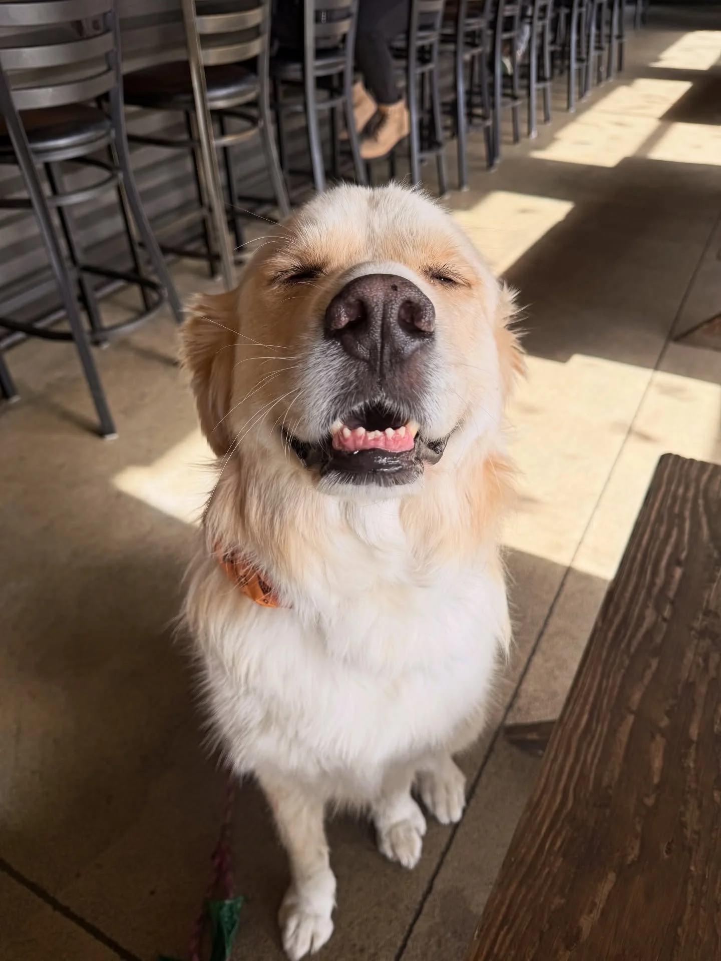 Zoey post pup cup🍦🐾
