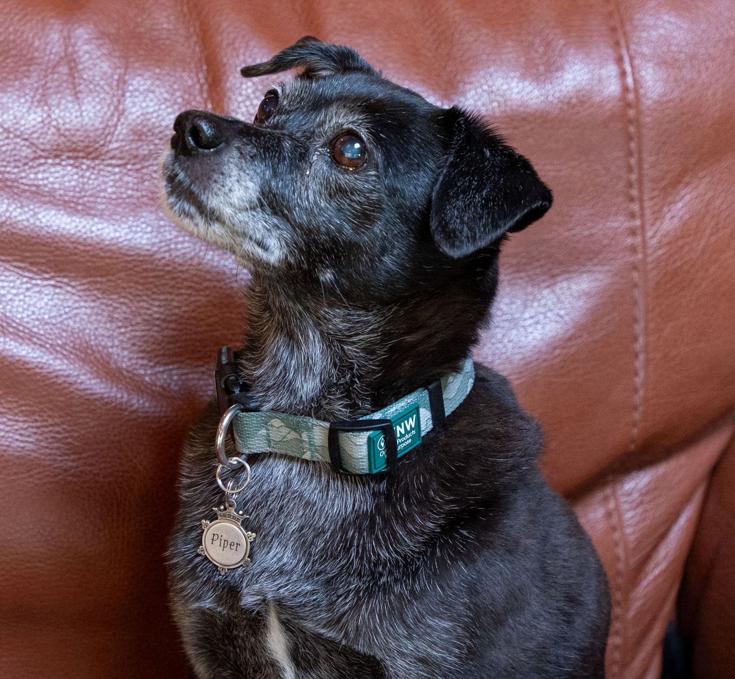 Nav_Dog_Collars-08-fotor-202310018407.png
