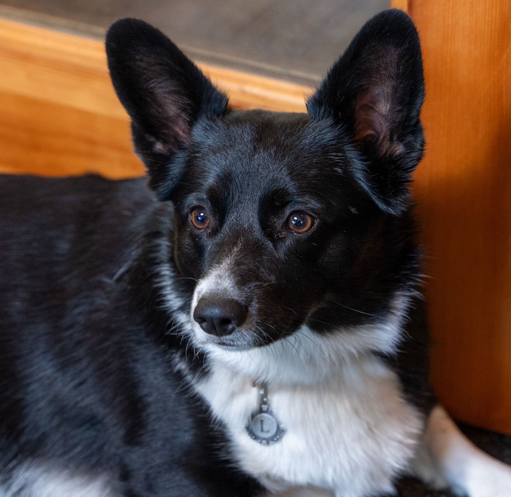2224 Sky Nav_Dog_Collars-07.jpeg