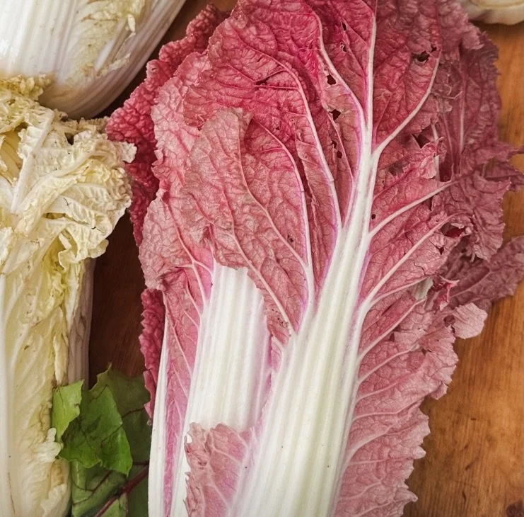 food trend researchers say this will be the year of the cabbage. good thing we are perfecting our cabbage tsukemono over the winter break.