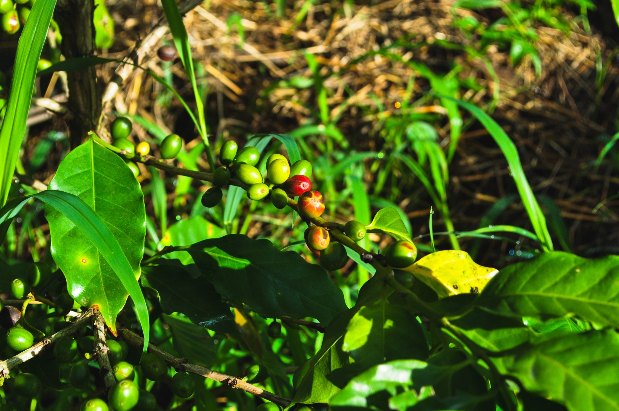 TYPICA NATURAL.jpg