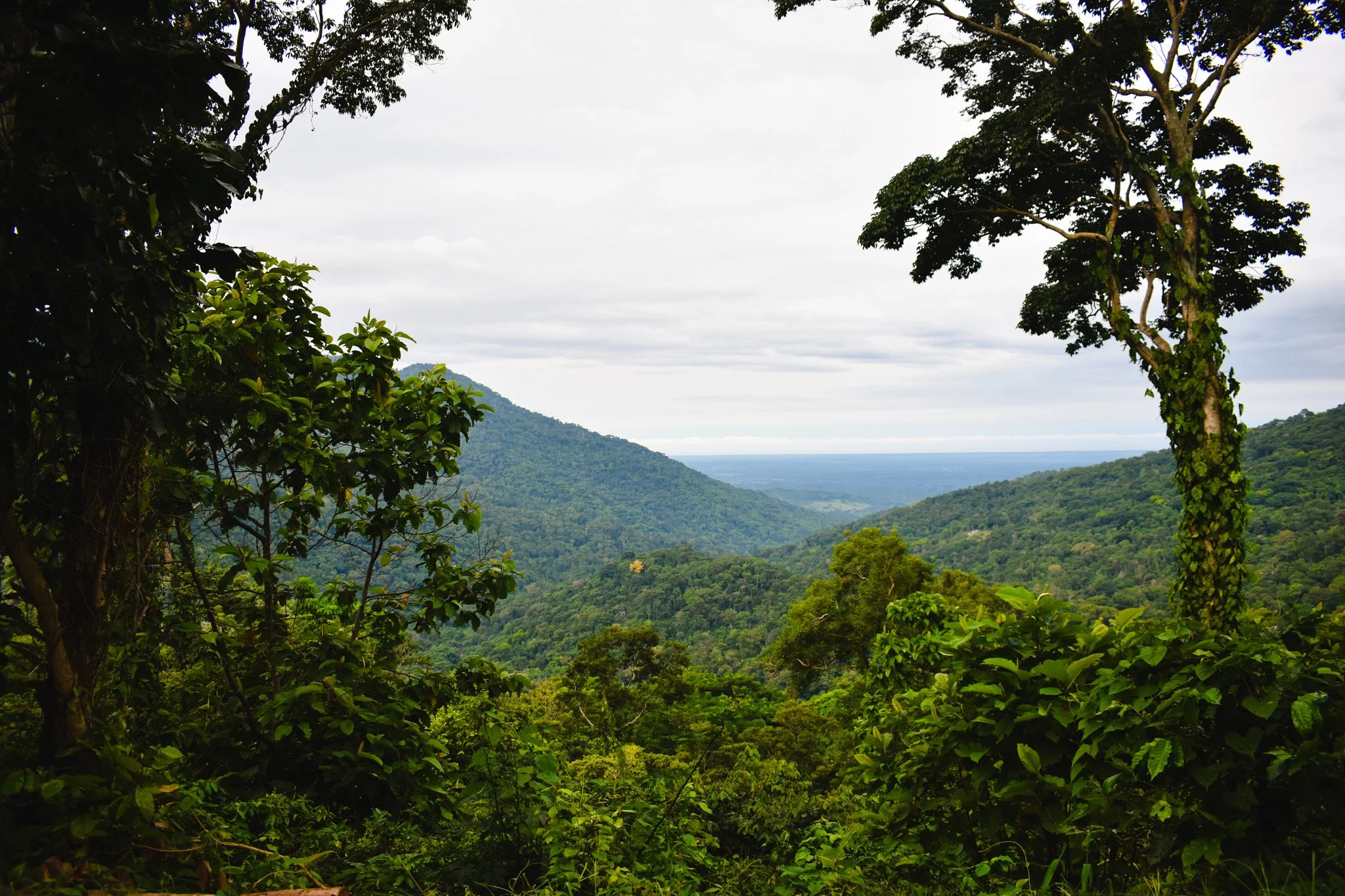 TYPICA NATURAL-1.jpg