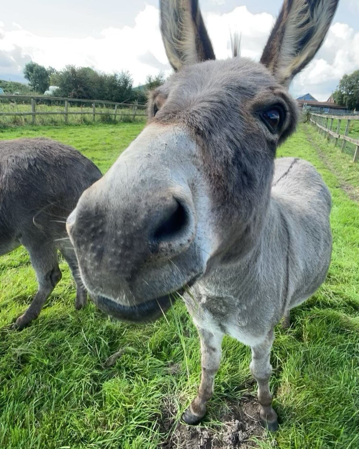 At todays Summer Event we decided to have a &lsquo;Name the Donkey&rsquo; suggestion list&hellip;&hellip; 🐴 we are partial to the name Pedro

What&rsquo;s your favourite???