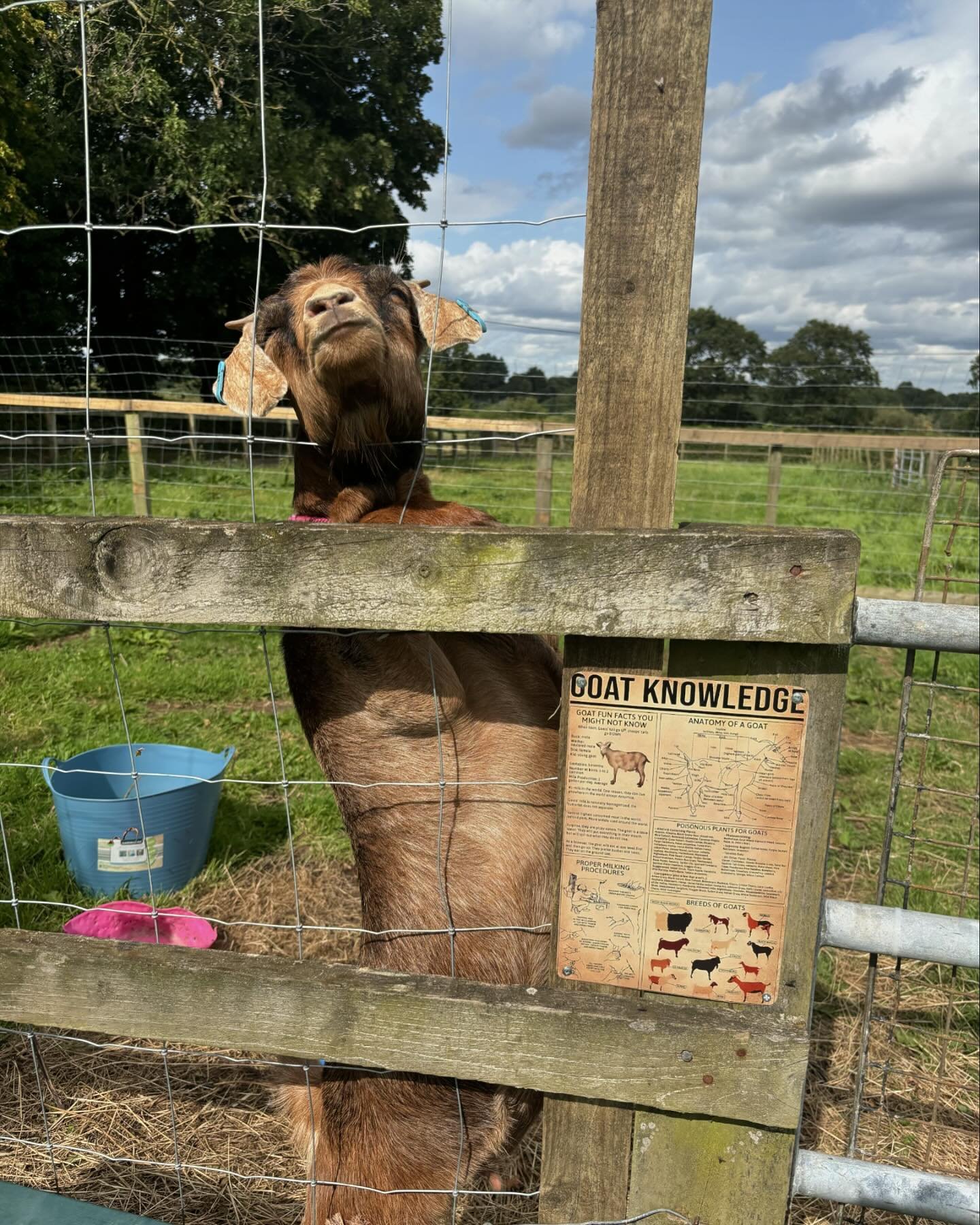 First week of September means Fairfield House School is back for the start of the academic year

The animals at the Farm Project will be excited to see the pupils and the education team back and the veg beds are in need of some harvesting and some ne