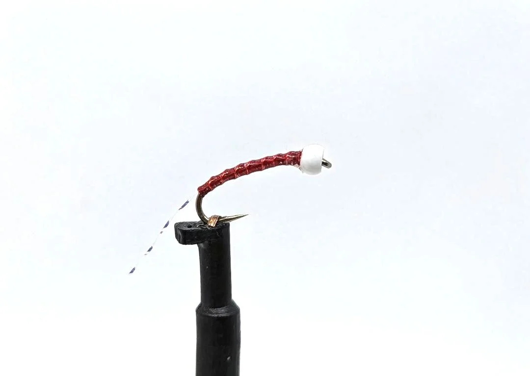 Lightening Tail Blood Midge.jpg