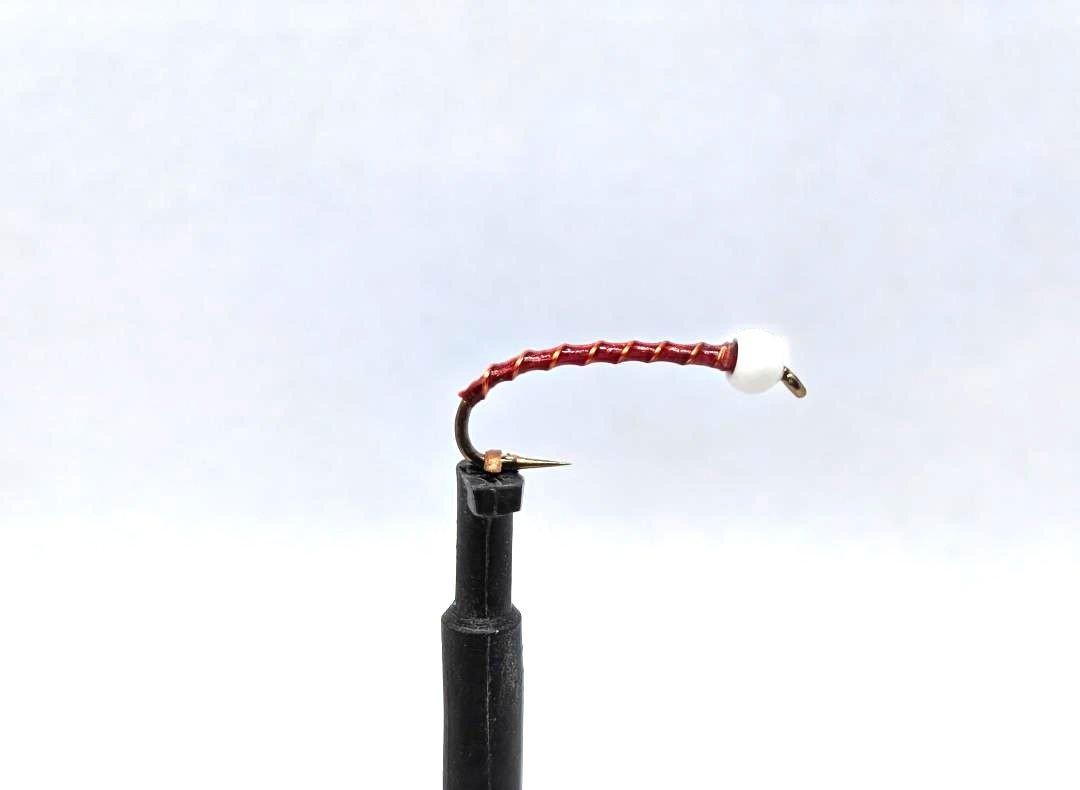 Albino Wino Midge.jpg