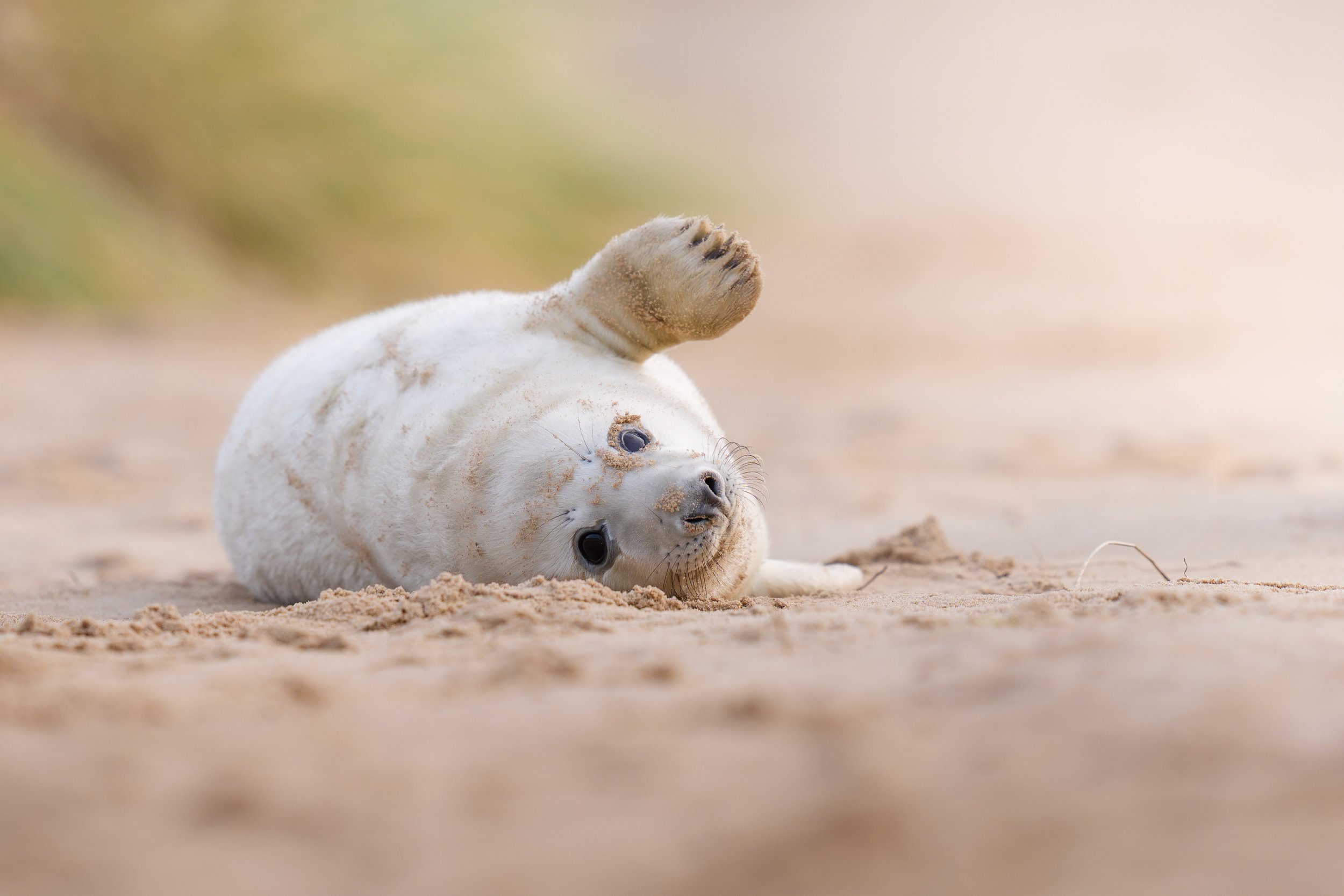 A Photographer’s Guide to Horsey Gap &amp; Winterton Beach During Grey Seal Pupping Season