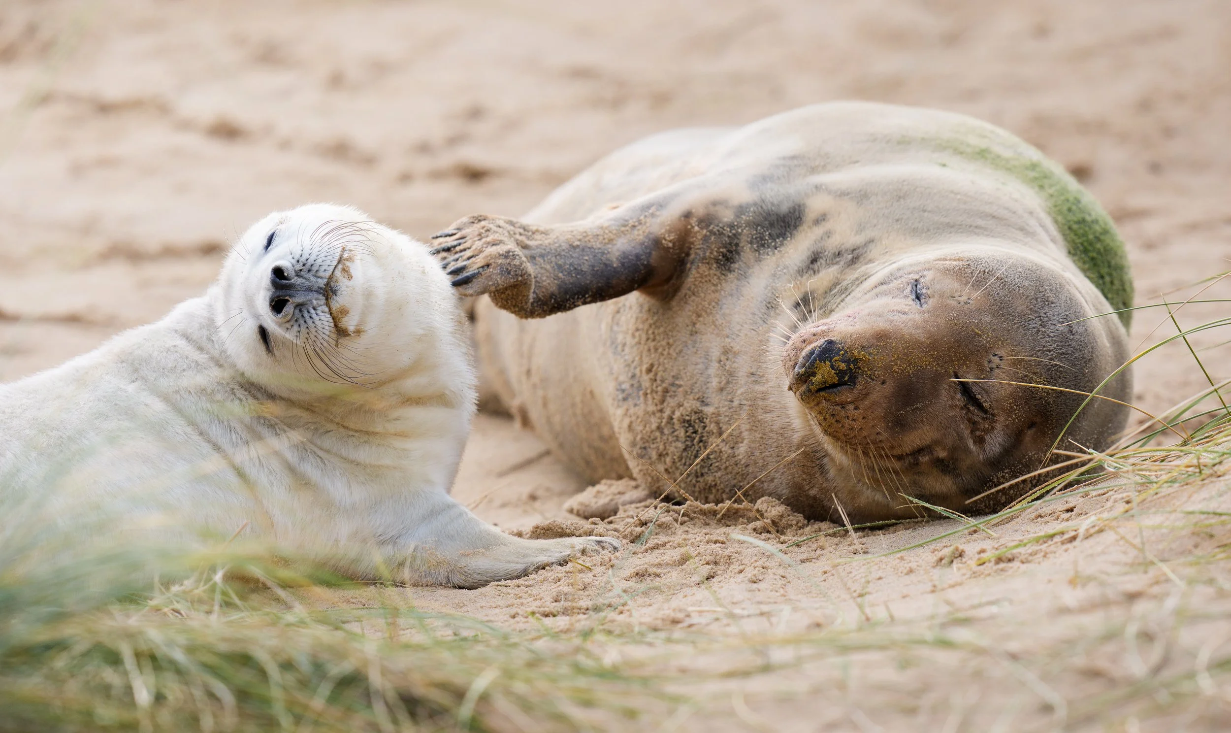 Mother grey seal interacting with her newborn pup at Winterton Beach, Norfolk