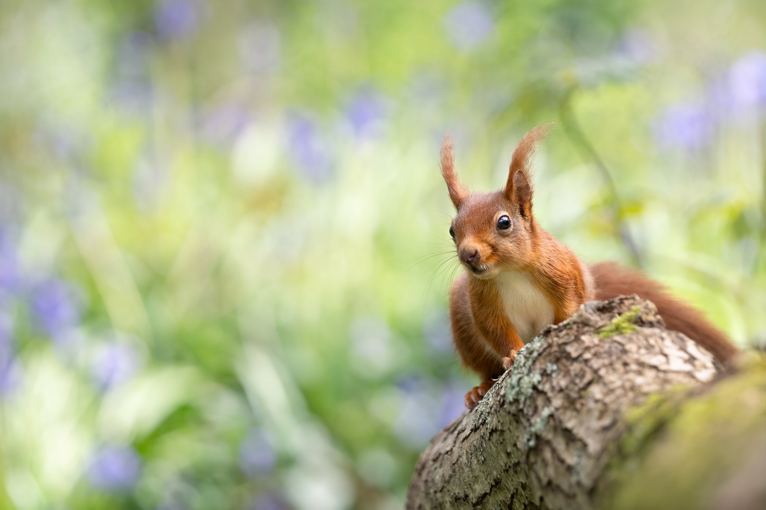 Red Squirrel in bluebells 