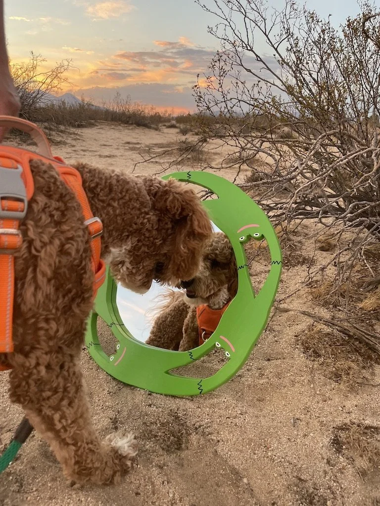 D3DE62A9-27C7-416D-8069-BE1AFE6A97A0_1_105_c.jpeg (Copy)