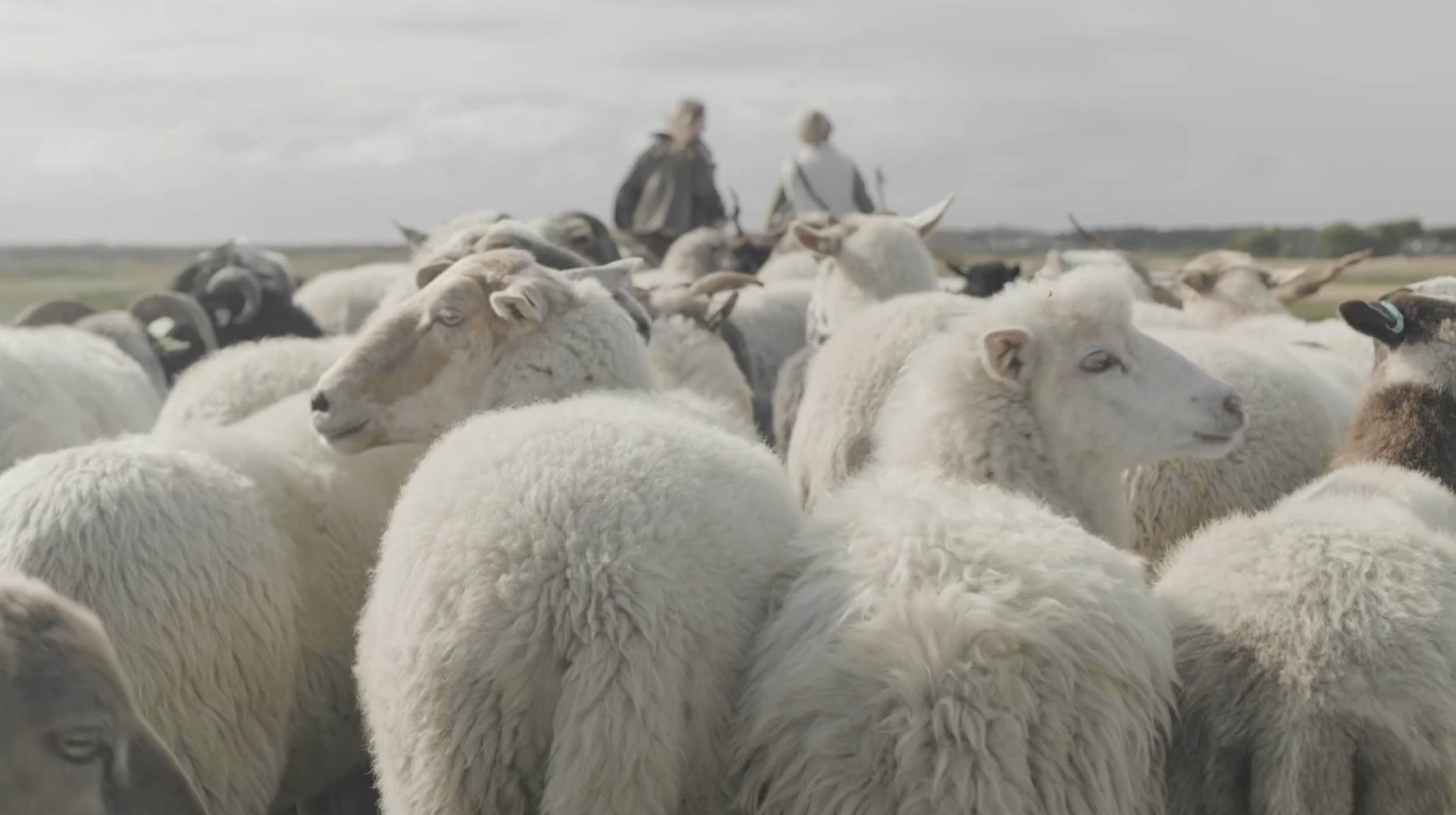 Cinema Talk: Wools Revival