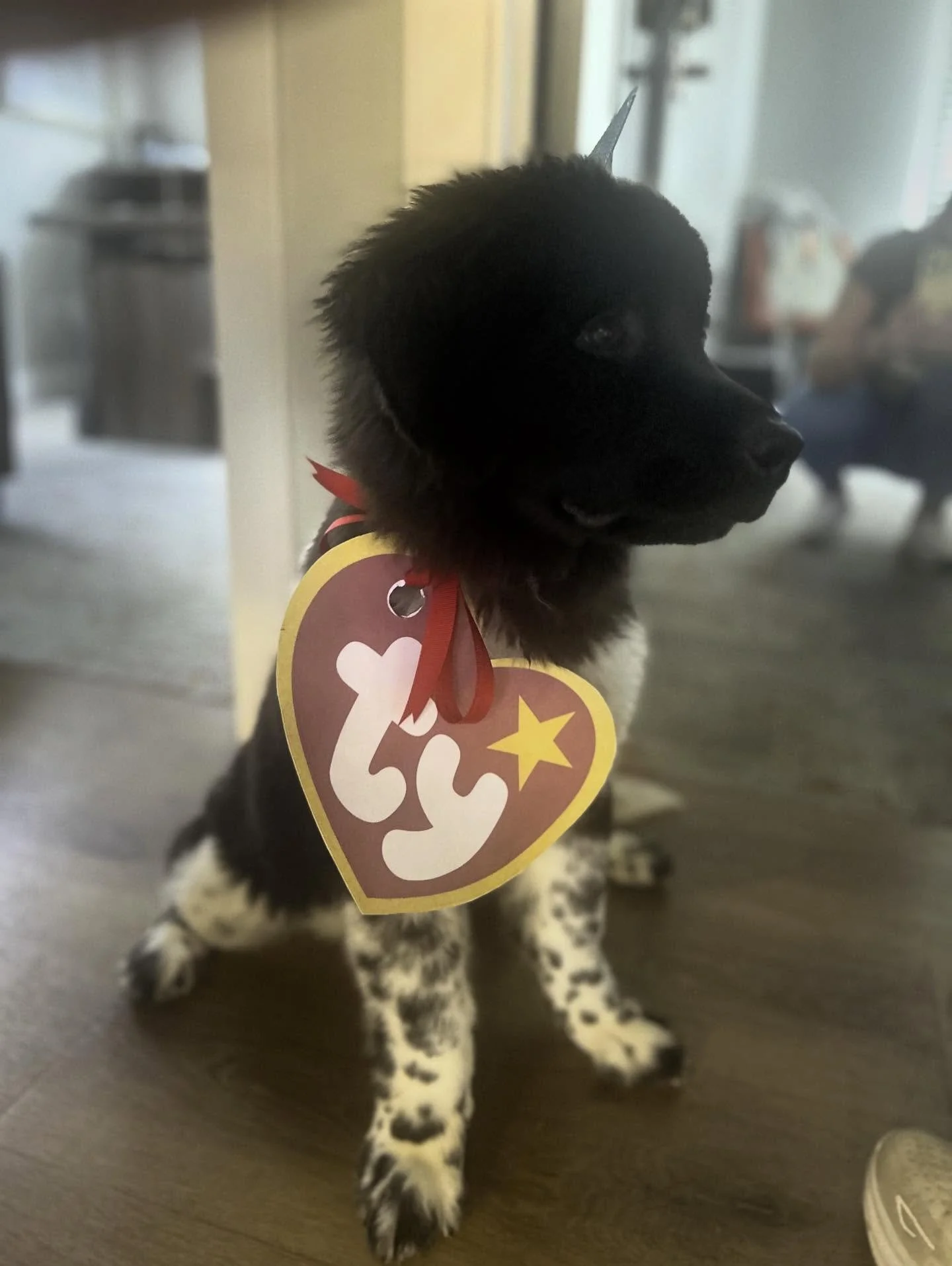 Happy Halloween from the Maple Ridge Team and the cutest Resident in the bunch! We love our beanie baby Minnie! #mapleridgetownhomes #tybeaniebabies #openhouse #halloween