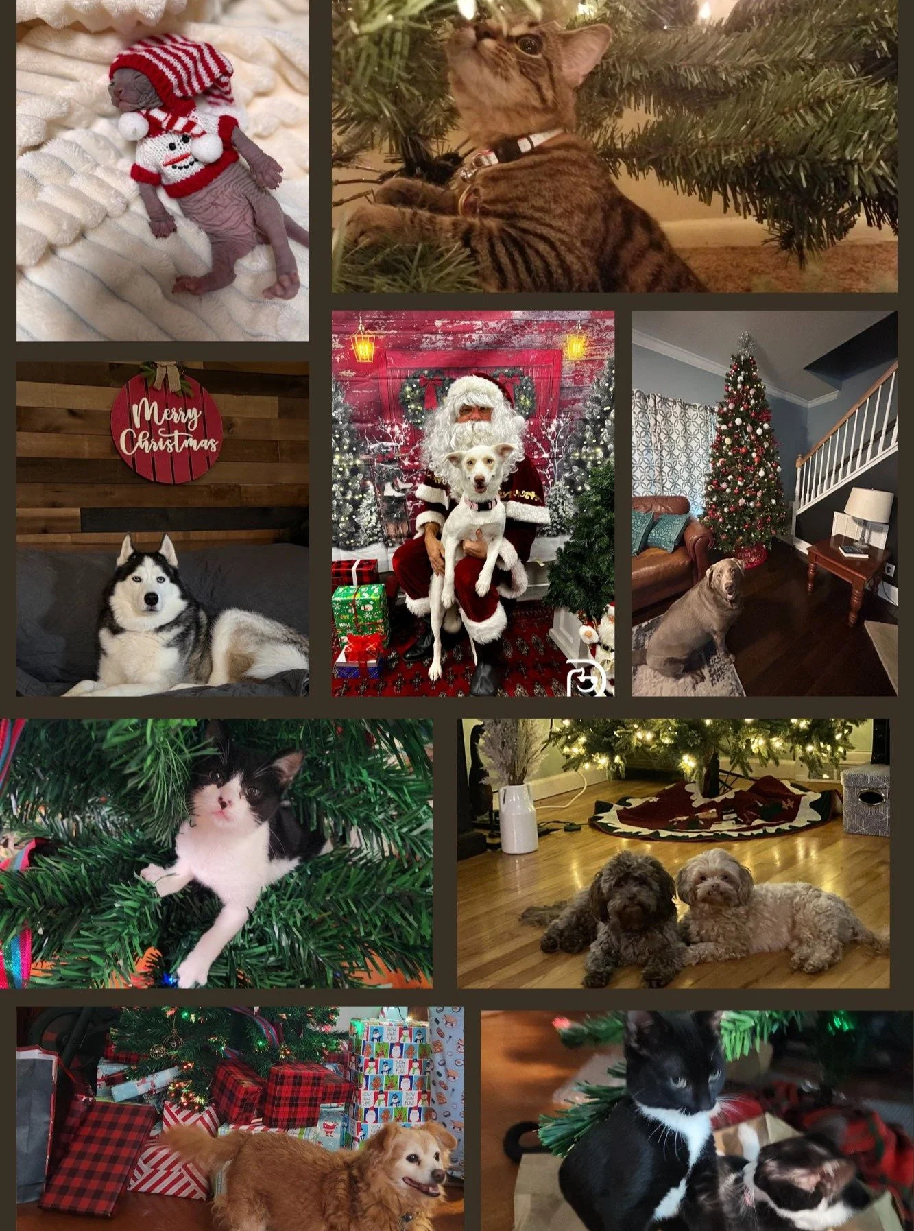 🎄📸 Holiday Pet Photo Contest!
Submit your best festive pet photo for the chance to win a prize for your furry companion. We can&rsquo;t wait to see your entries! 🐾✨
#holidaypetcontest #festivefurbabies #holidaypets #petsoﬁnstagram #holidayspirit