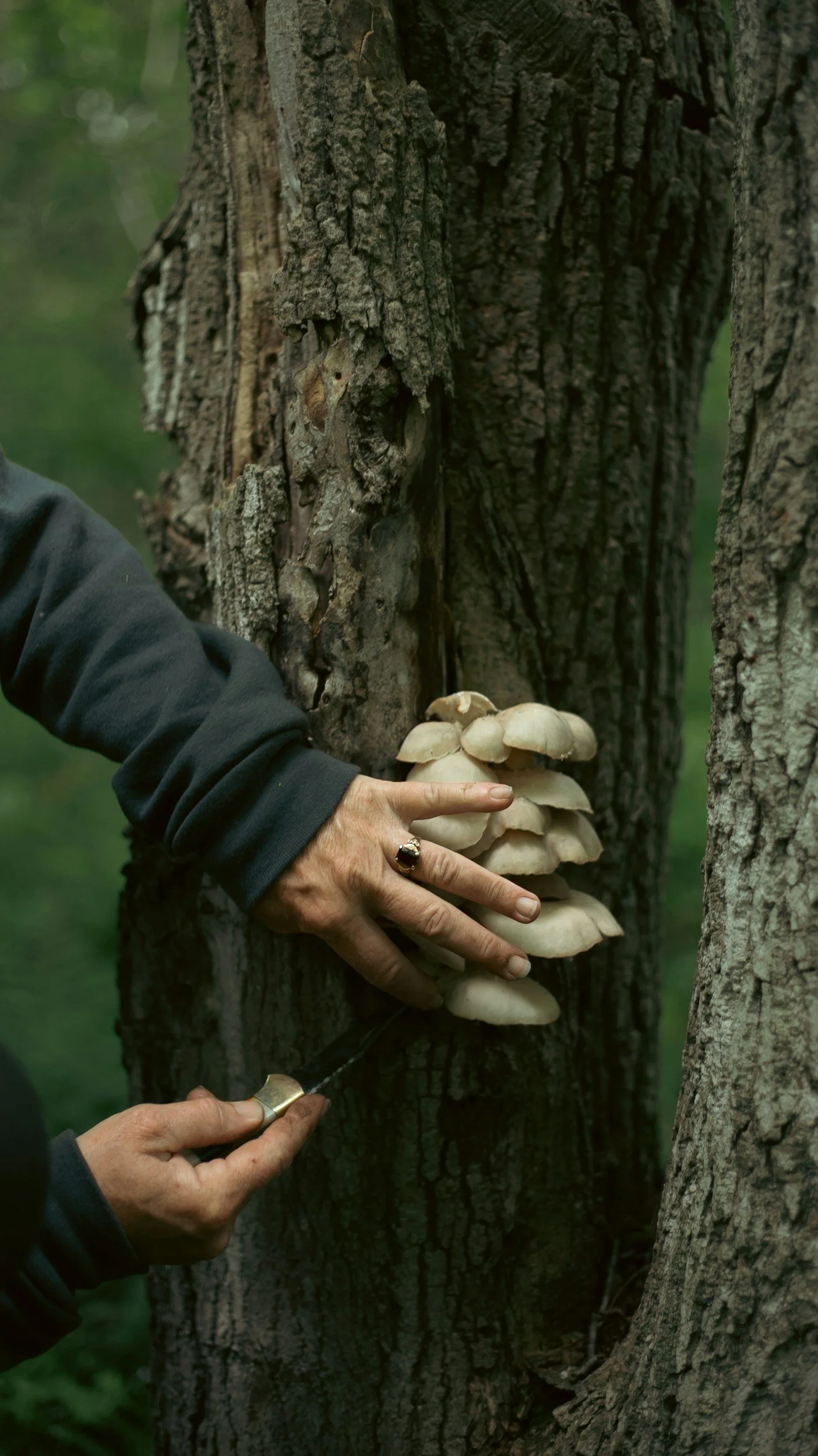 Urban Foraging in Portland: A Seasonal Guide to Finding Edible Treasures