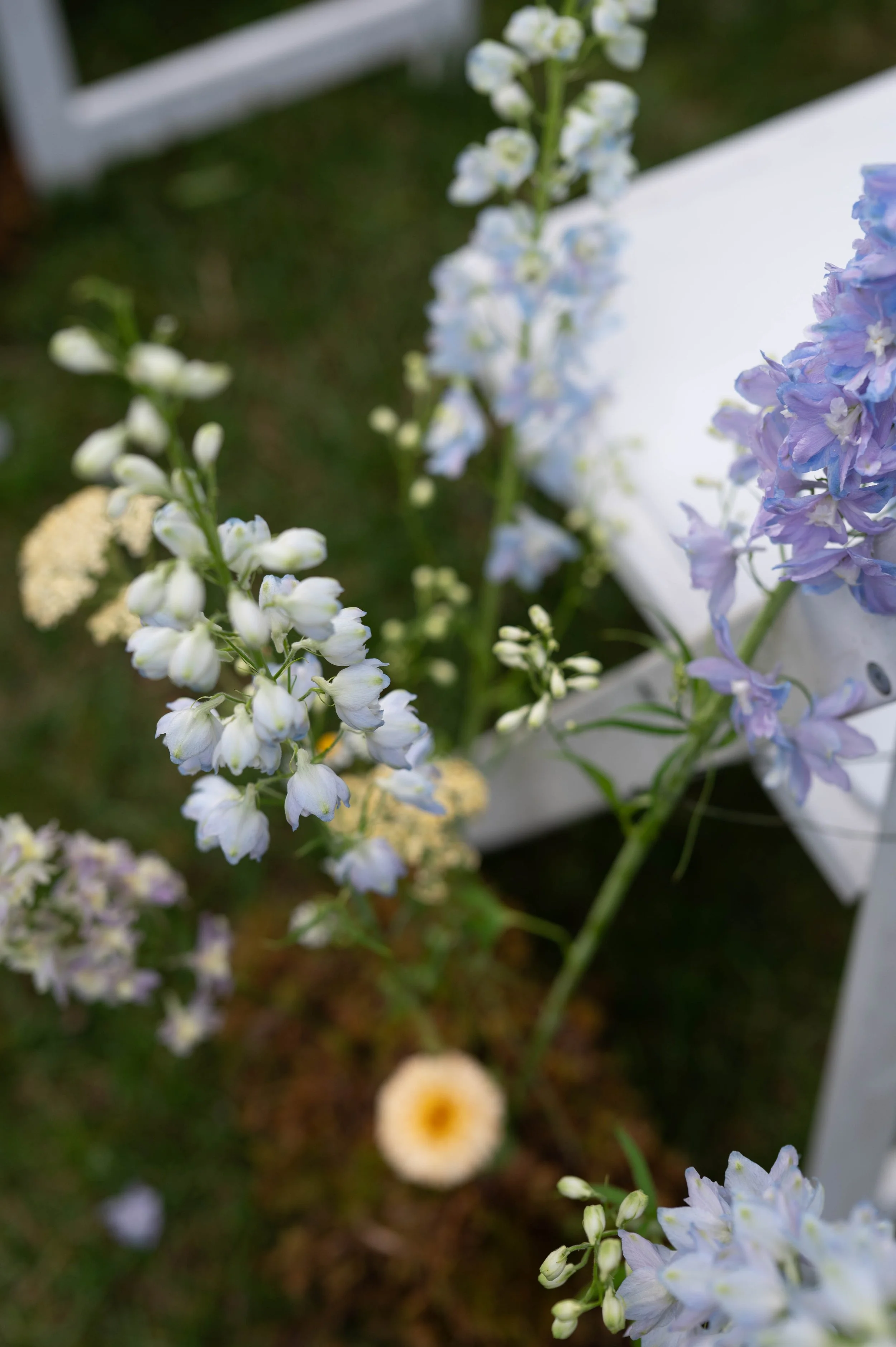 Aisle Meadow .jpg