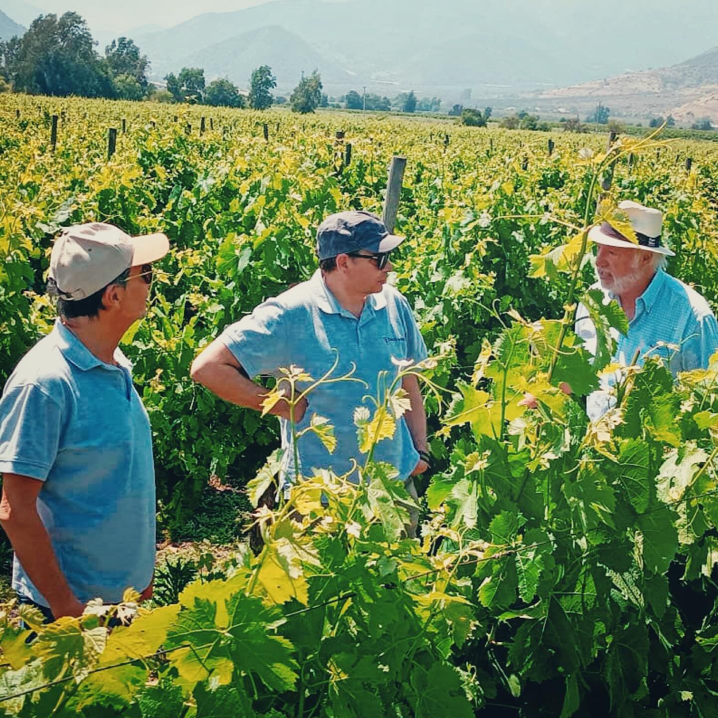 Nuestros socios en terreno 🍷🍇
Patricio Palacios / Pablo Sanhueza / Oscar Orme&ntilde;o
.
.
.
#vinostrespalacios #vtp #maipo #costa #maipovalley #chile #vino