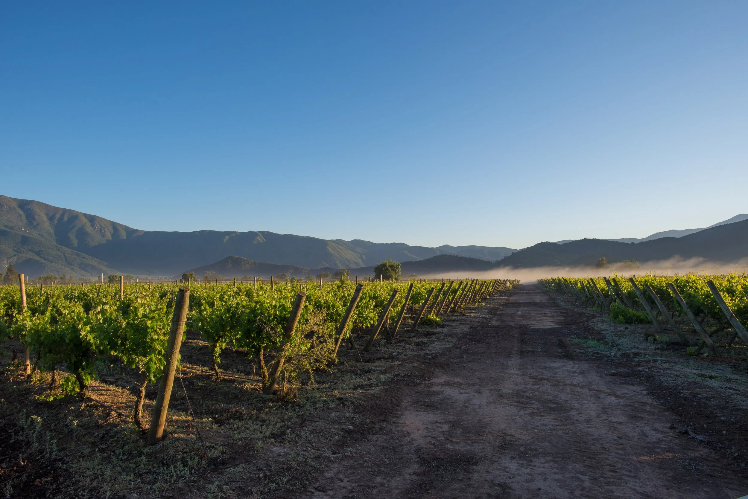Fileiras de vinhedos da Tres Palacios, com colinas ao fundo, em Cholqui, Chile
