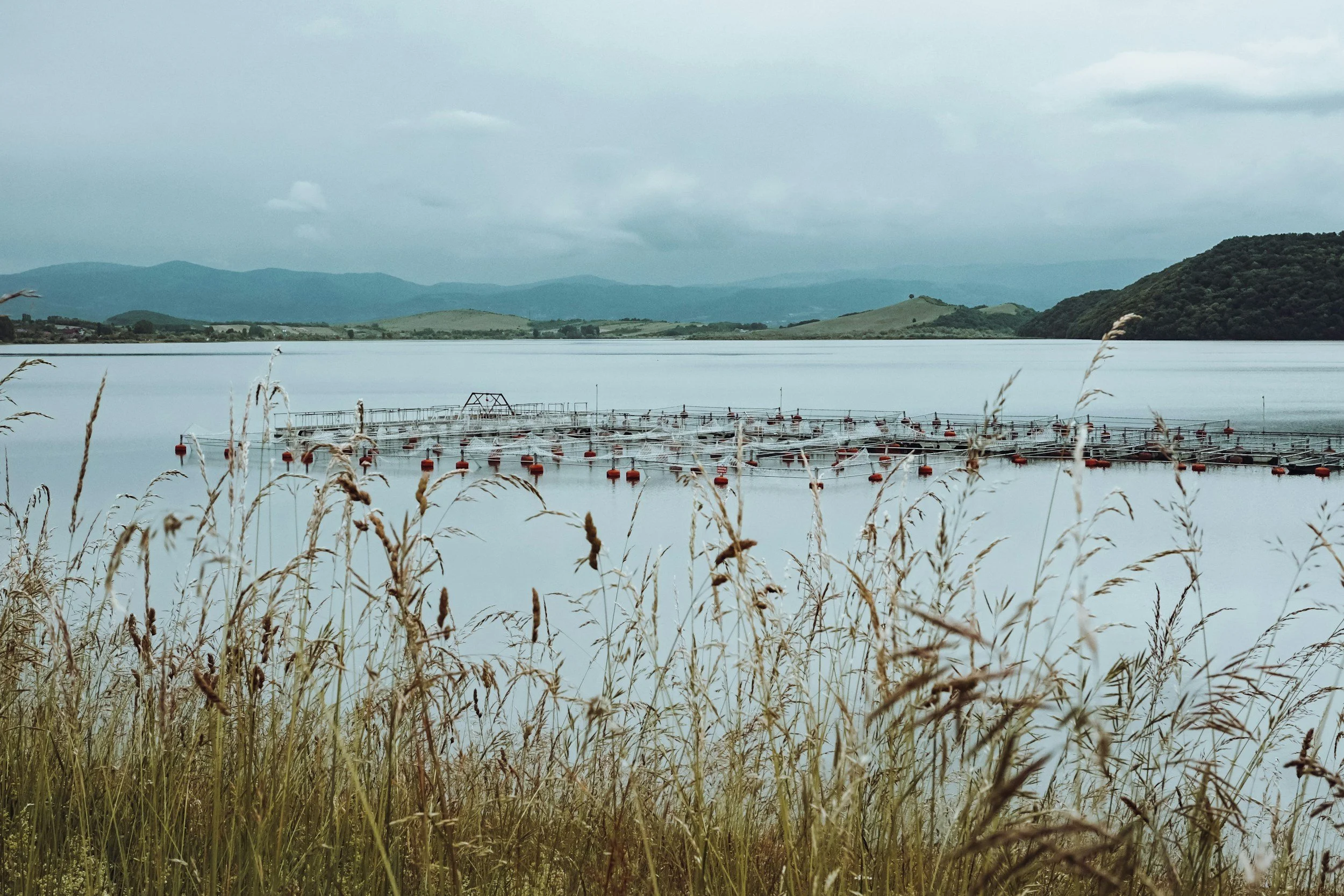Schanzer Series: Aquaculture Programs on the East End