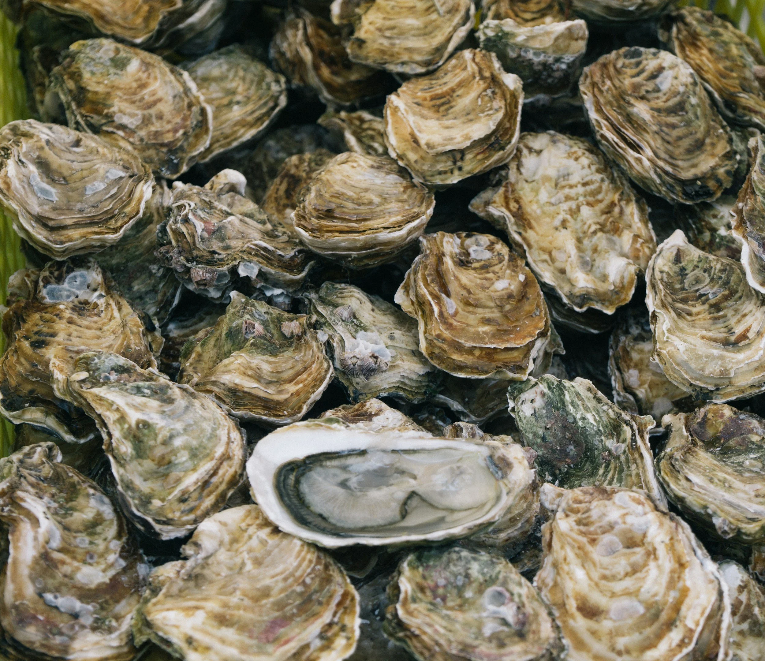 Schanzer Series: Shellfish on the North Fork