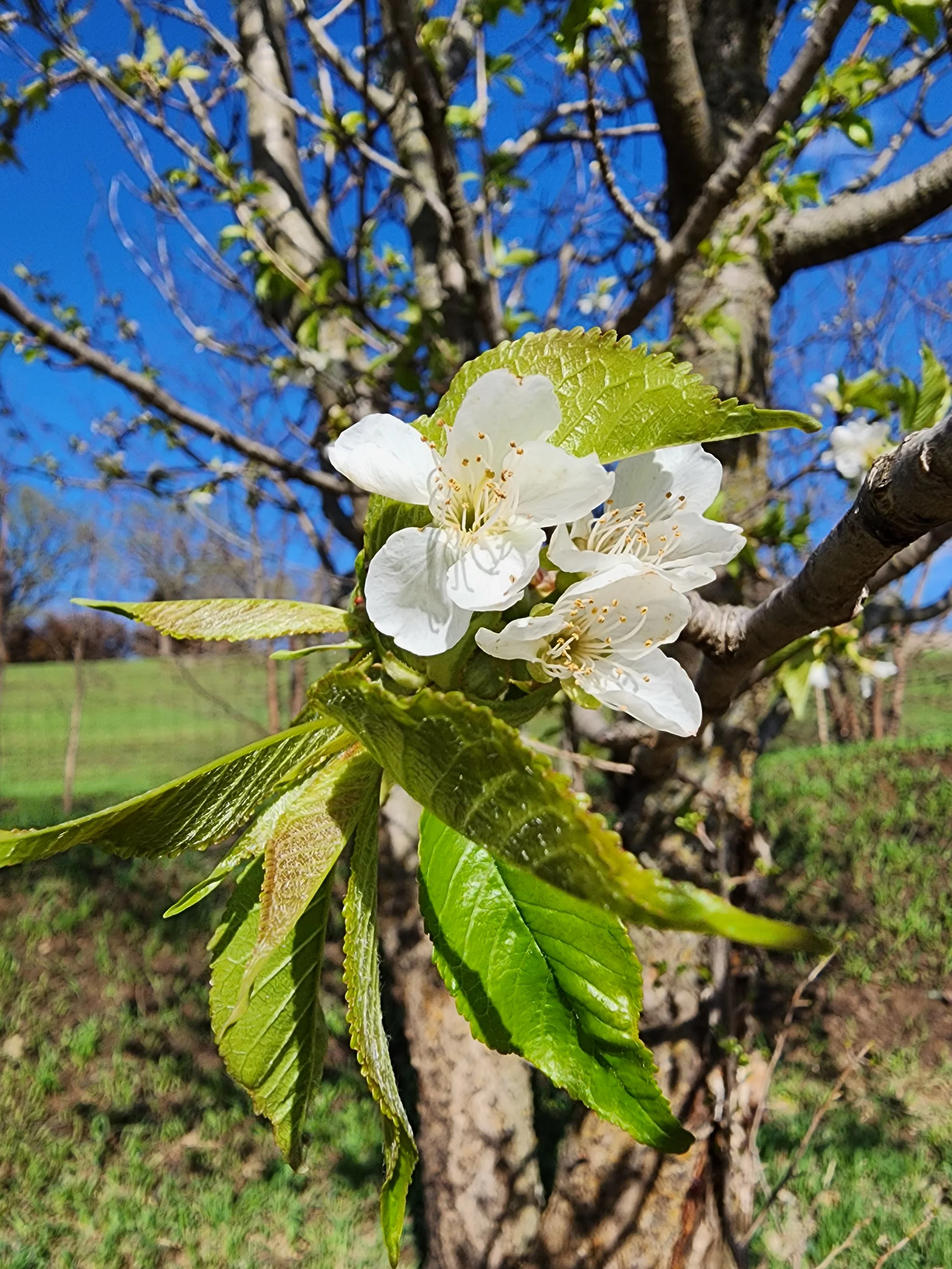 Close-up of white blossoms on a branch of a fruit tree, with green leaves and a backdrop of blue sky and a grassy field.