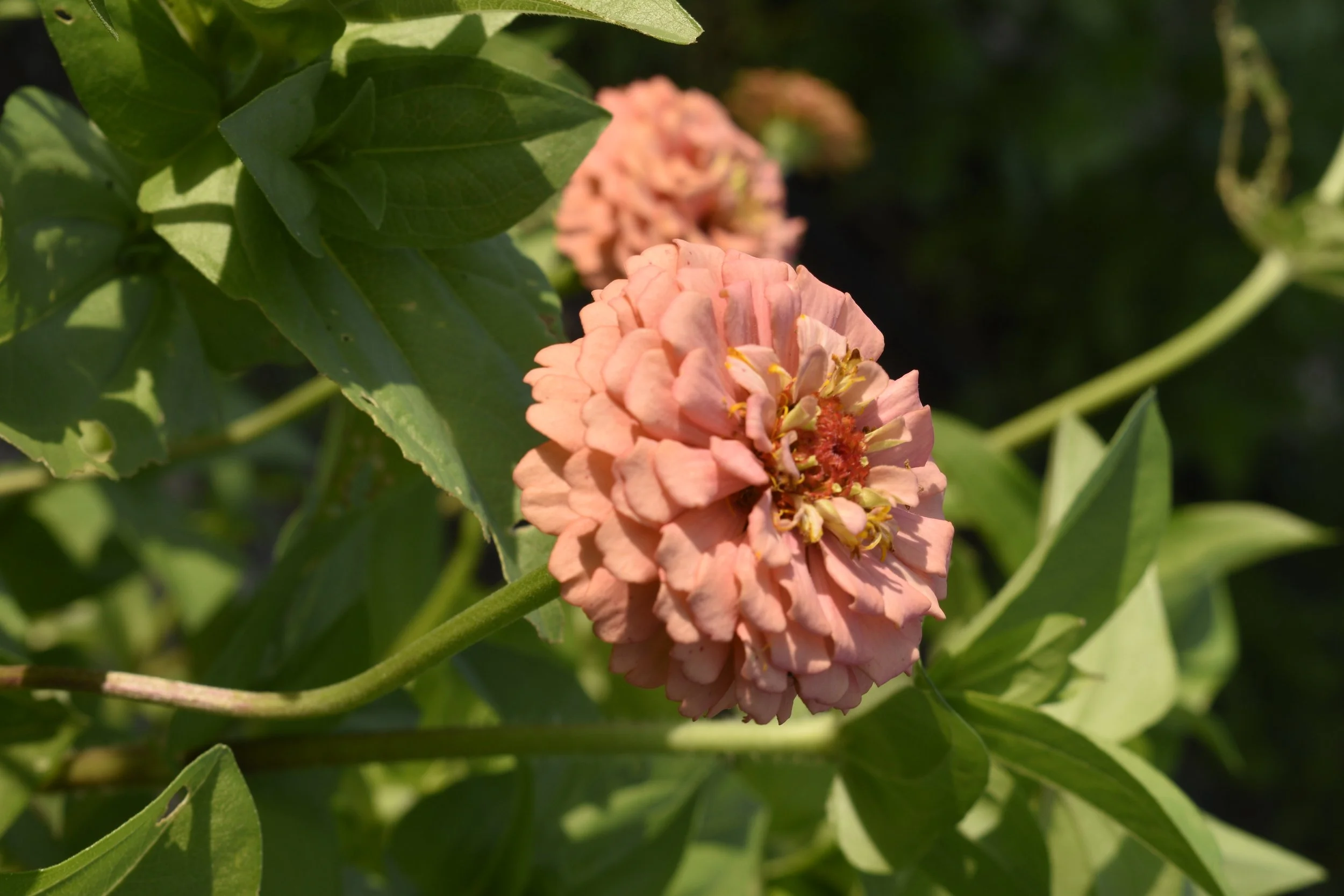 A pink, layered flower on a green plant with broad leaves, sunlight illuminating the petals.