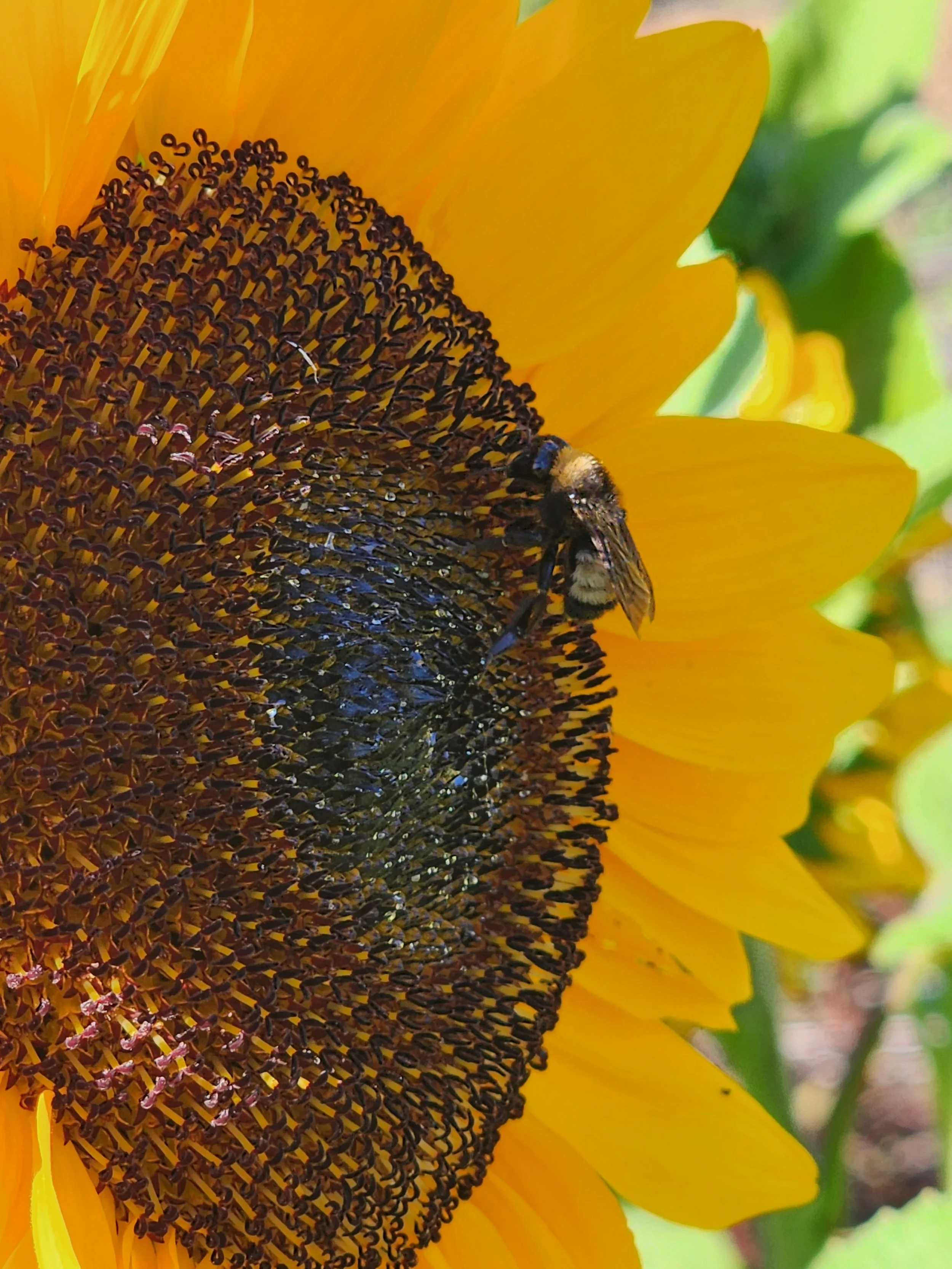 Close-up of a bee on a sunflower, extracting nectar from the flower's center.