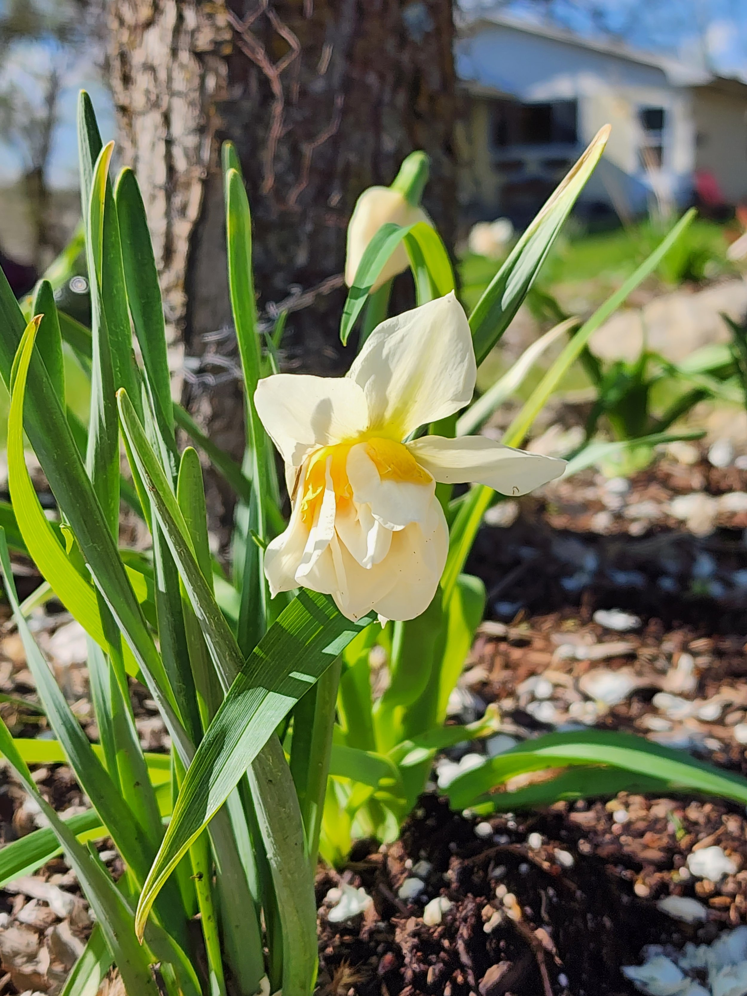 Close-up of a white flower, likely a variety of iris, blooming among green leaves in a garden with a tree trunk and a house in the background.