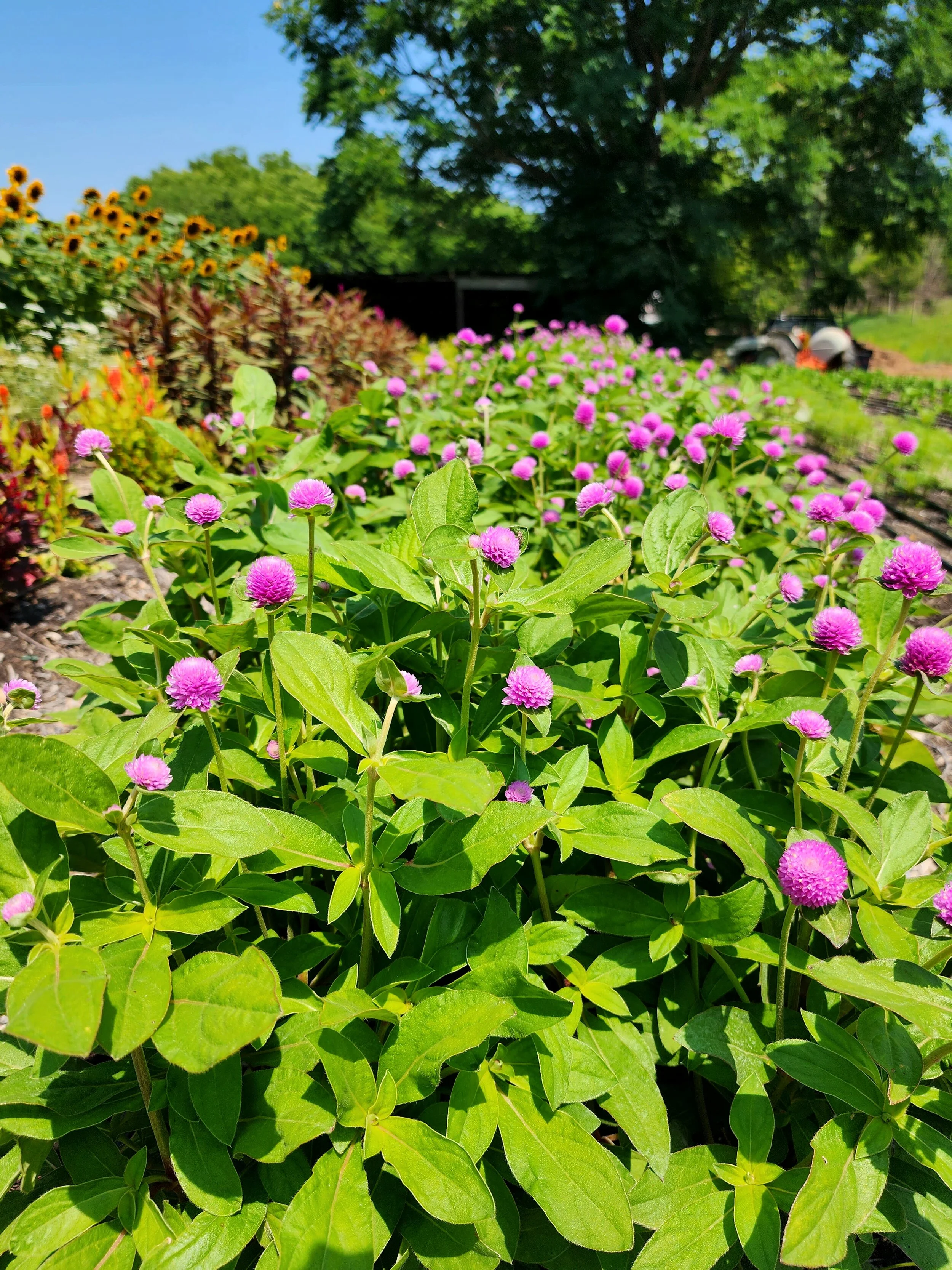 A garden bed filled with blooming pink globe amaranth flowers, with a background of green trees and a blue sky.
