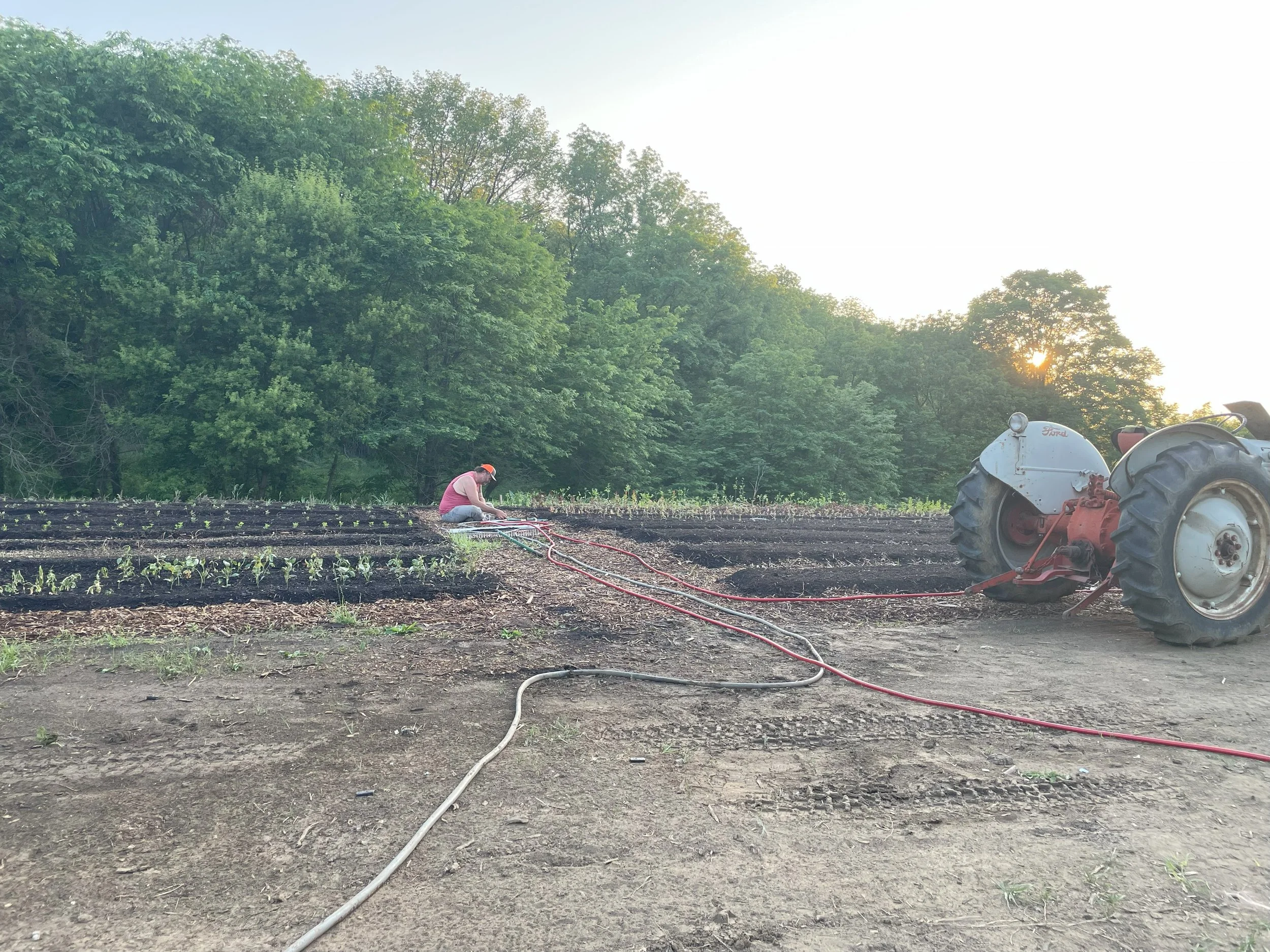 A person working on a farm with a tractor, watering the seedlings in the soil as the sun sets behind trees in the background.