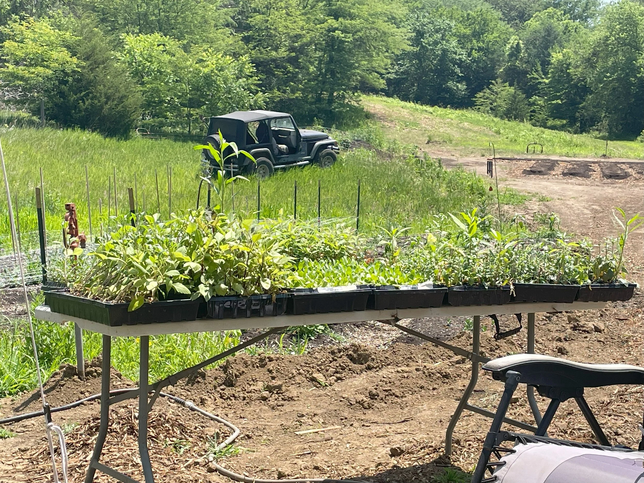 A rectangular tray with various green plants on a folding table outdoors, with a grassy field, trees, and a black off-road vehicle in the background.