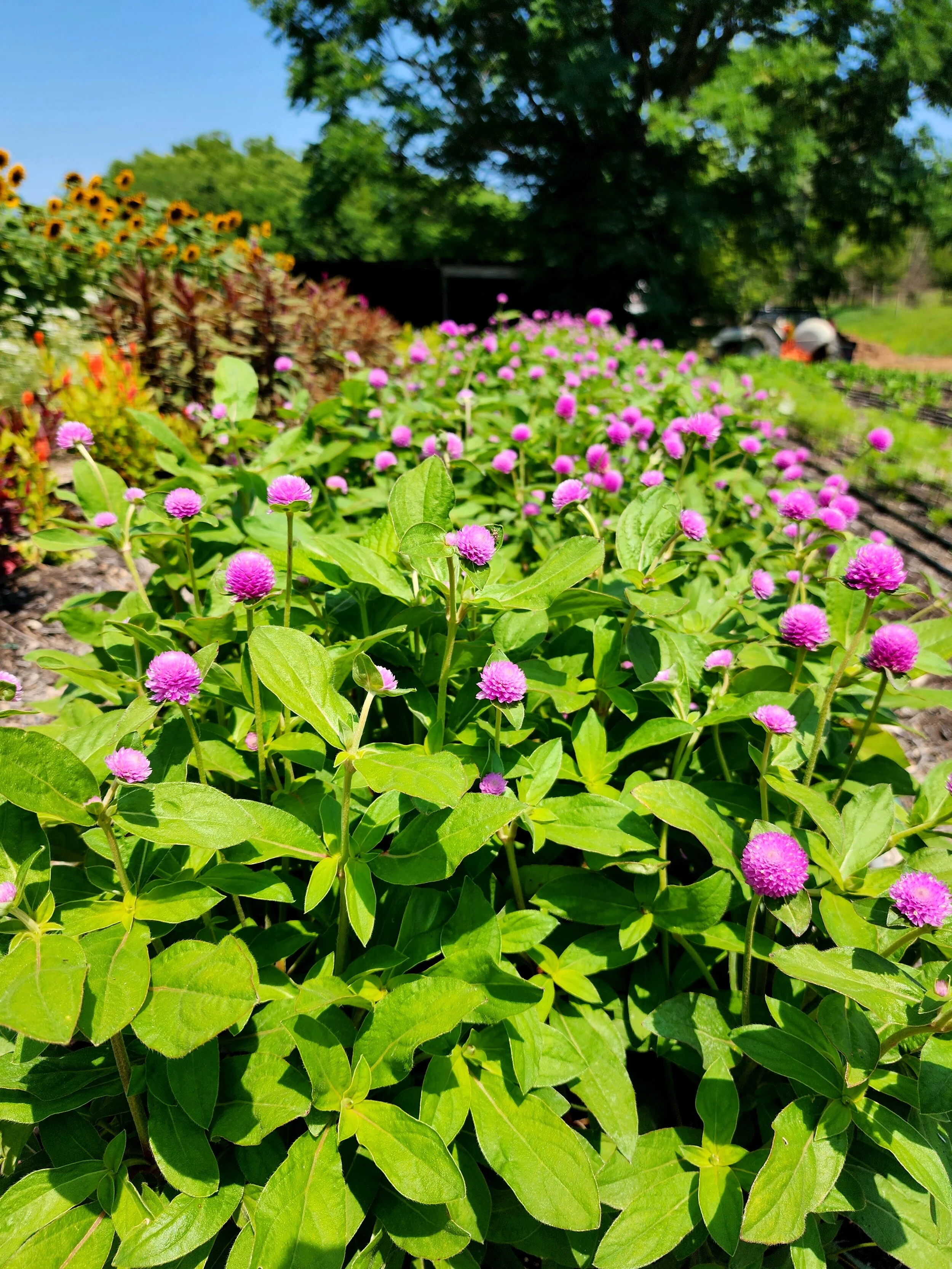 A garden with pink globe amaranth flowers, green leaves, and a background of sunflowers and trees on a sunny day.