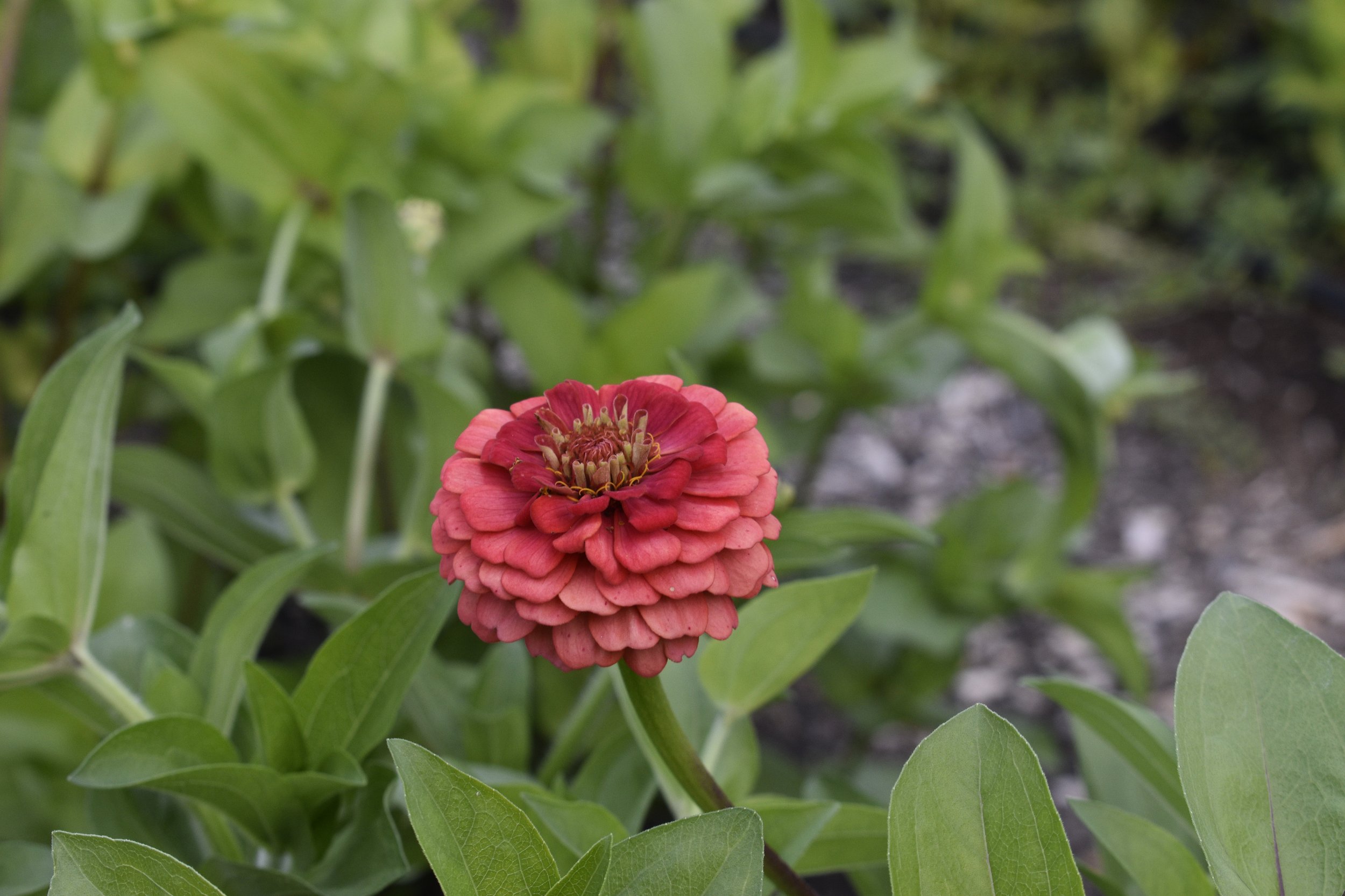 Pink and red layered flower growing among green leaves in a garden.