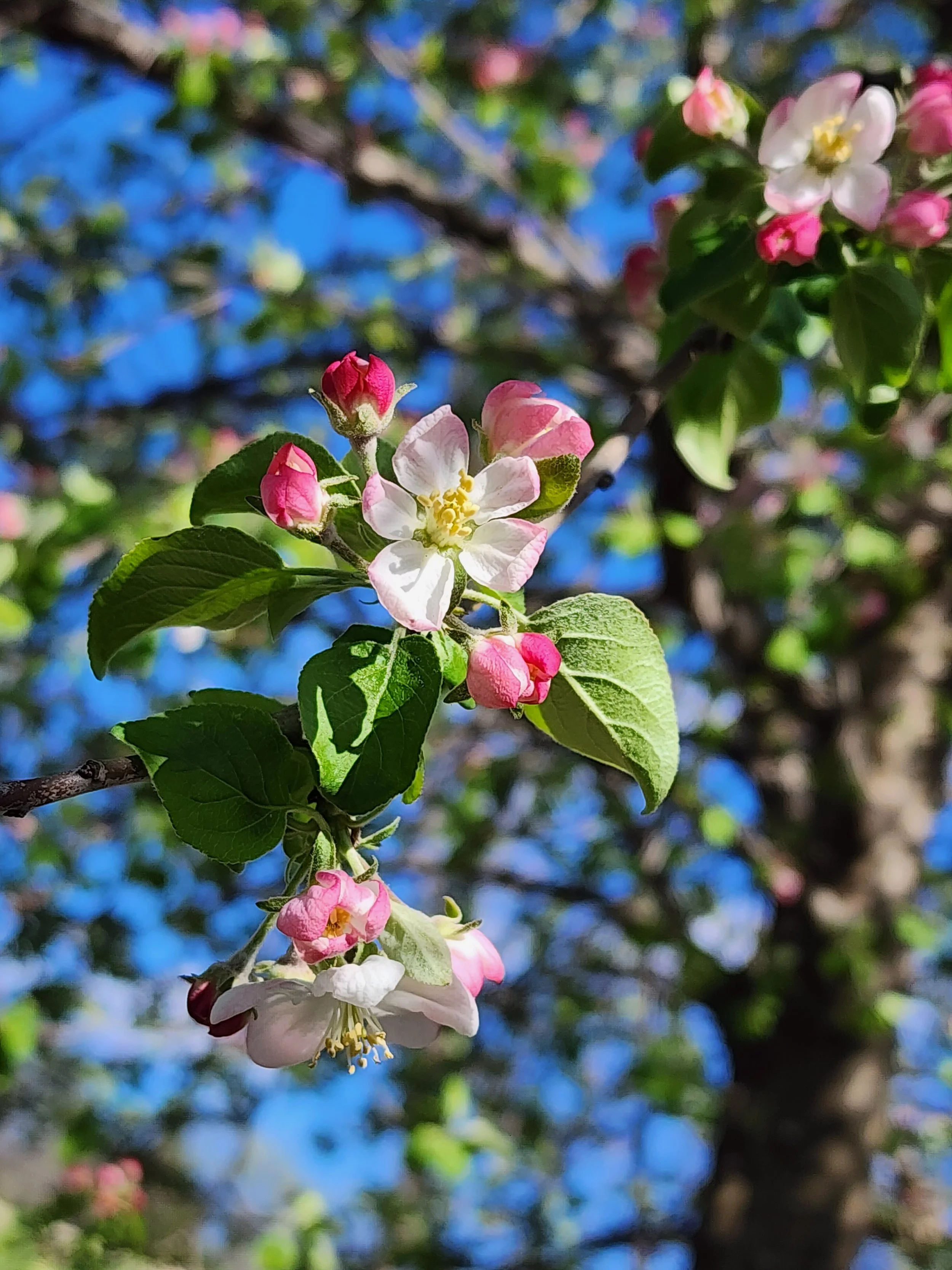 Close-up of pink and white apple blossoms on a tree branch against a bright blue sky.