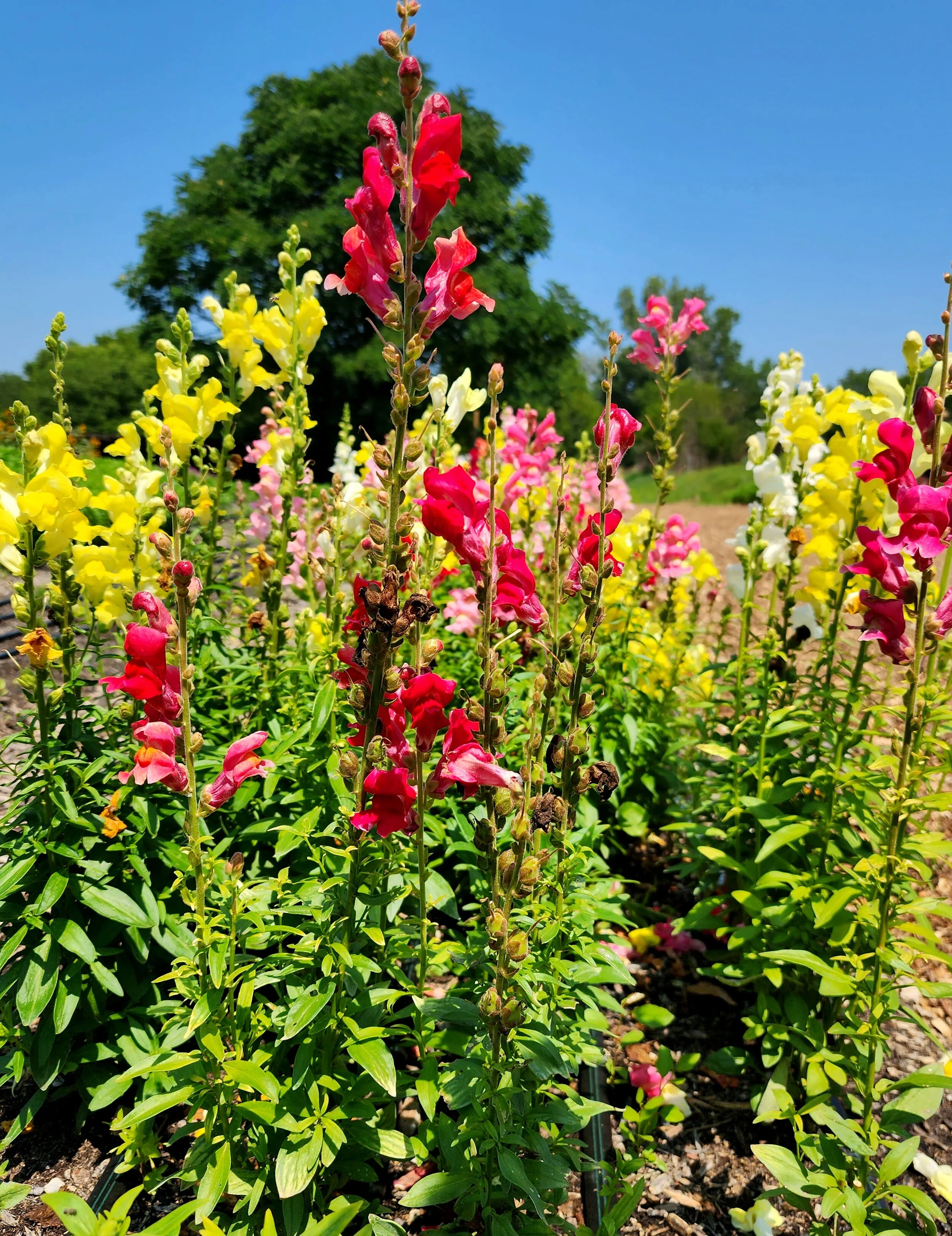 Colorful snapdragon flowers in yellow, red, pink, and white bloom in a garden with a background of green trees and a clear blue sky.